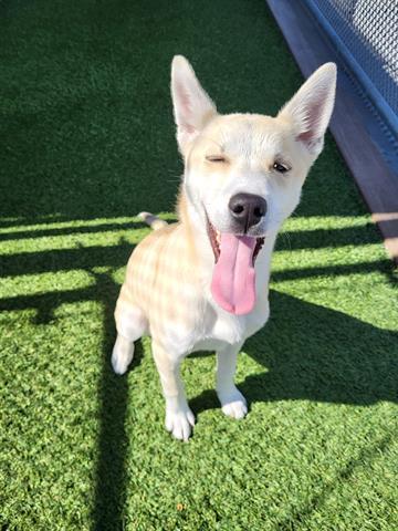 Enlarge PEBBLES, a Adoptable mixed breed in Lathrop, CA image 2/2