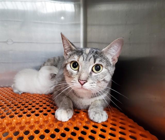 Enlarge LAVENDER, a Adoptable Domestic Short Hair in Aurora, IL image 1/1