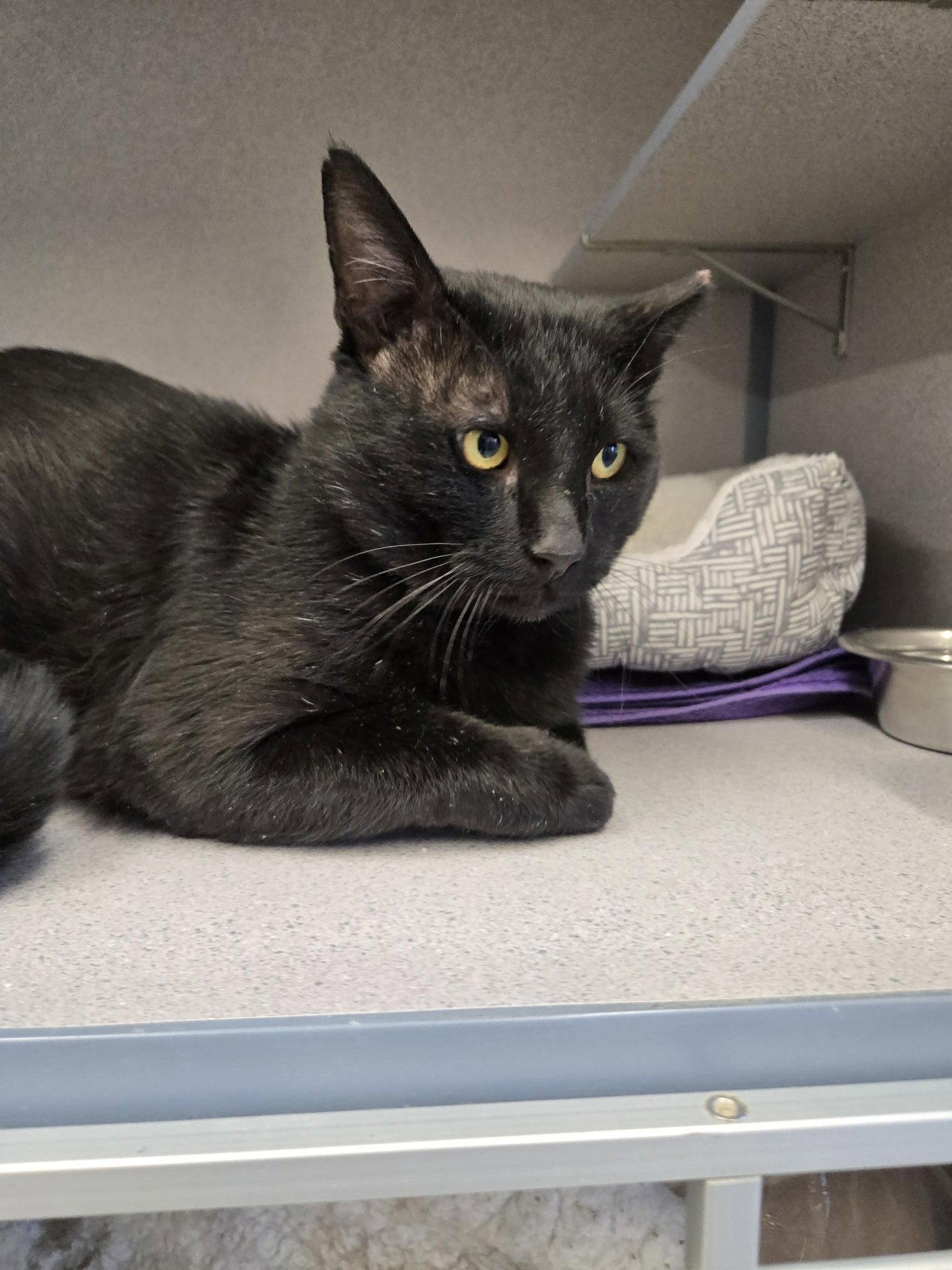 Joseph, Adoptable, Adult Male Domestic Short Hair.