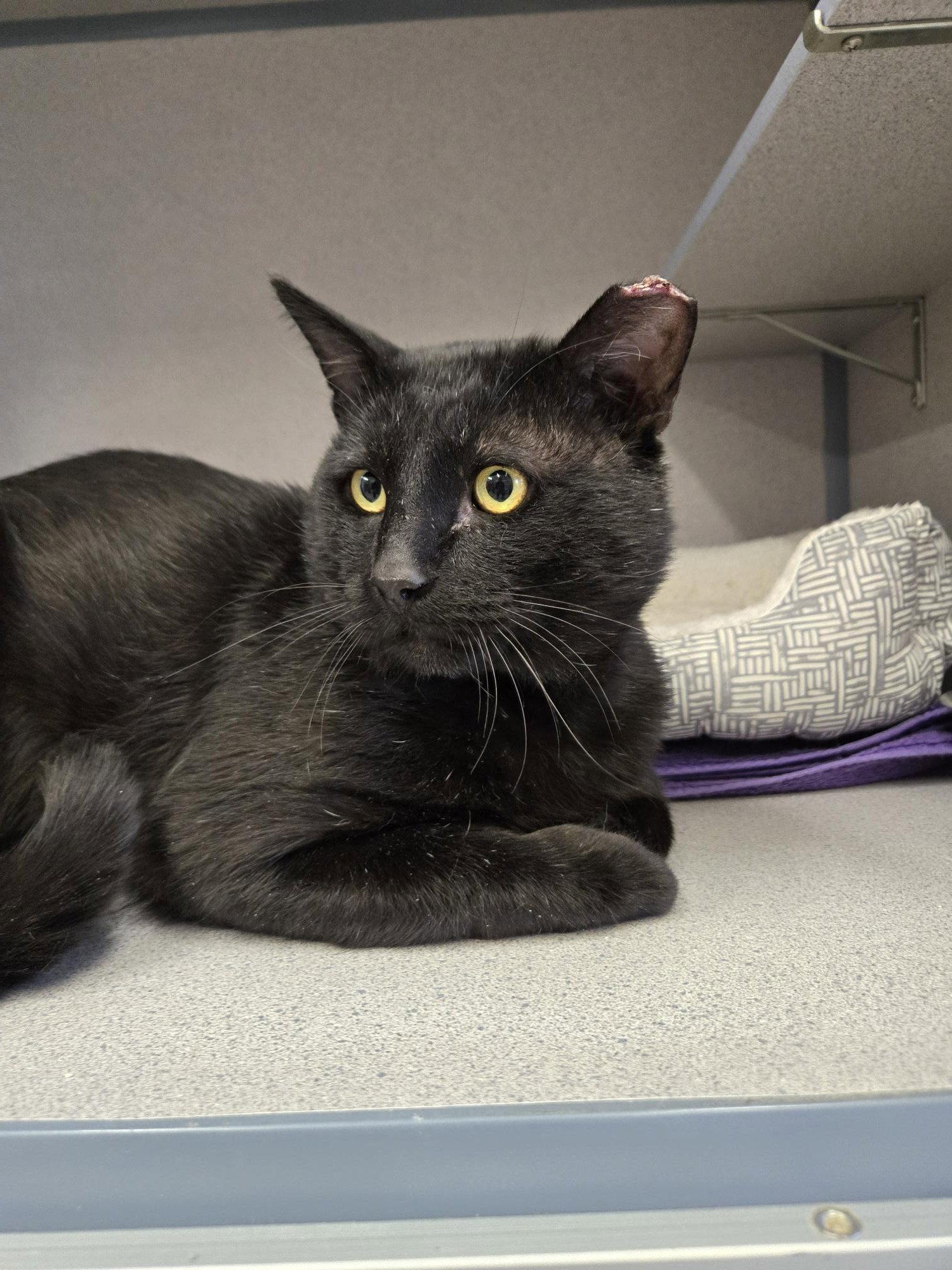 Enlarge Joseph, a Adoptable Domestic Short Hair in Evergreen, CO image 2/2