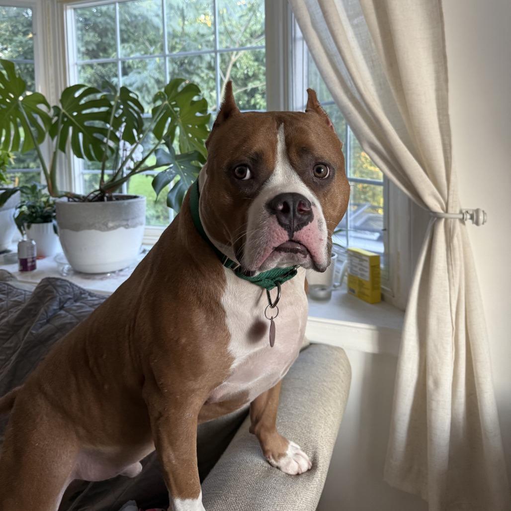 Juki, Adoptable, Senior Male American Staffordshire Terrier.