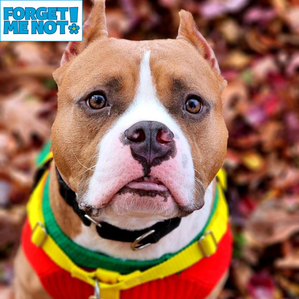 Juki, Adoptable, Senior Male American Staffordshire Terrier.