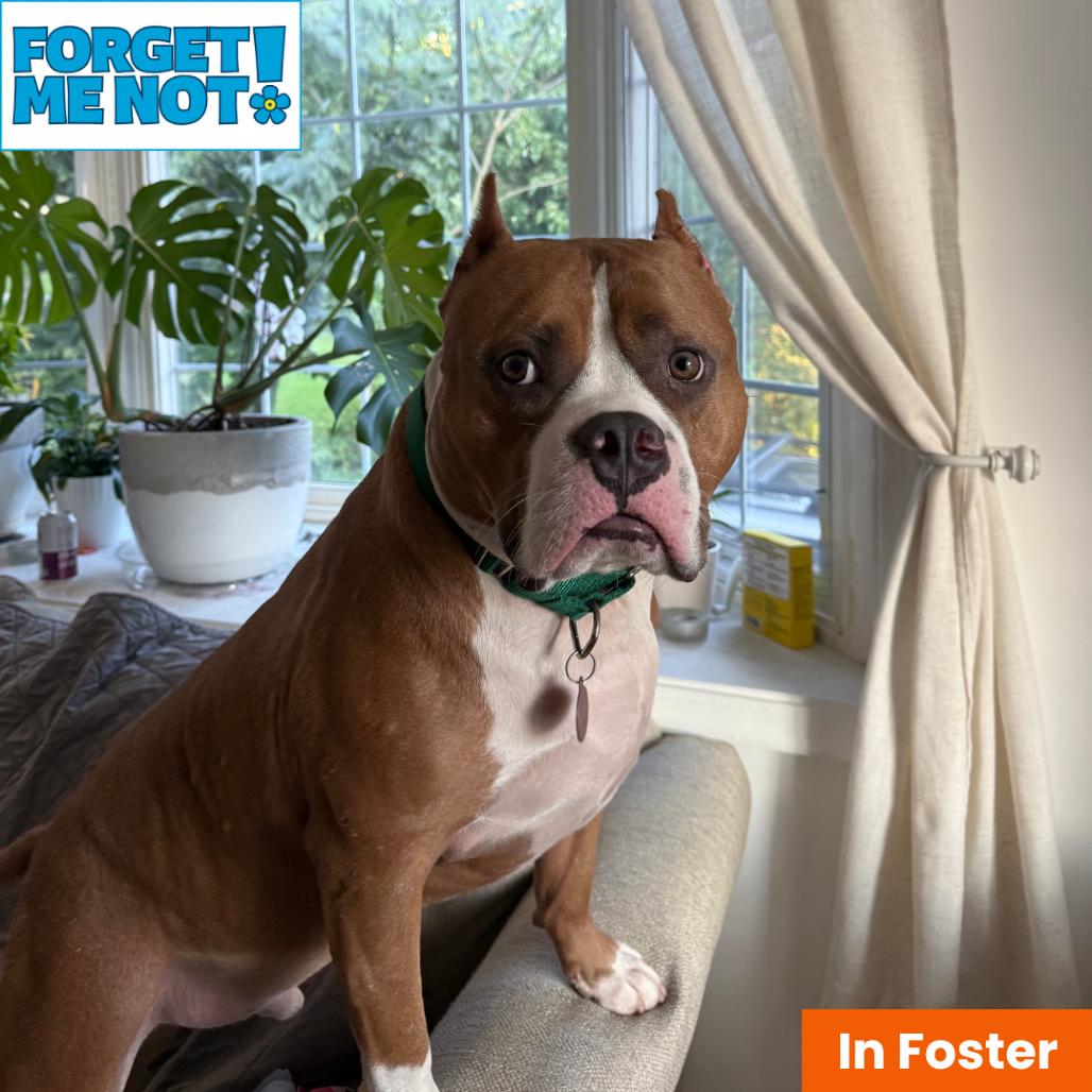 Enlarge Juki, a Adoptable American Staffordshire Terrier in Baltimore, MD image 1/5