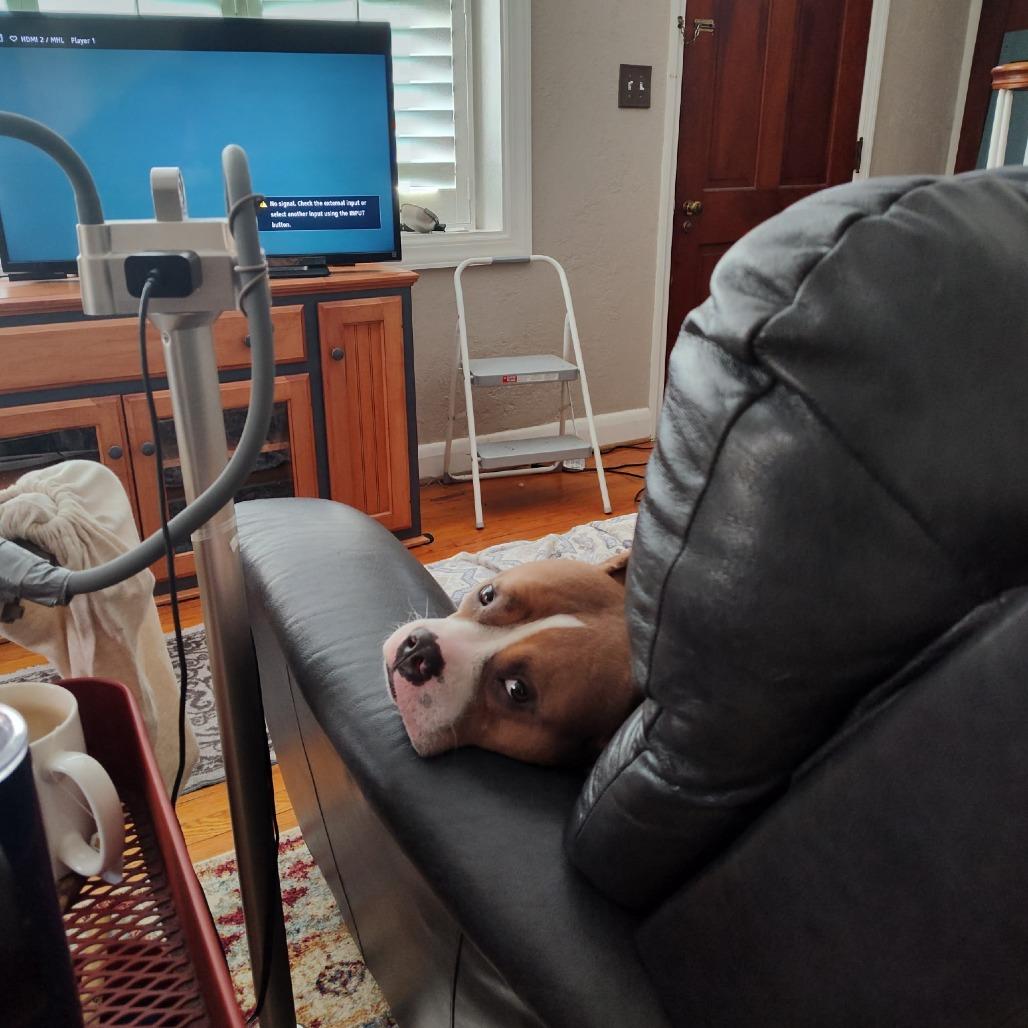 Juki, a Adoptable American Staffordshire Terrier in Baltimore, MD image 3/5