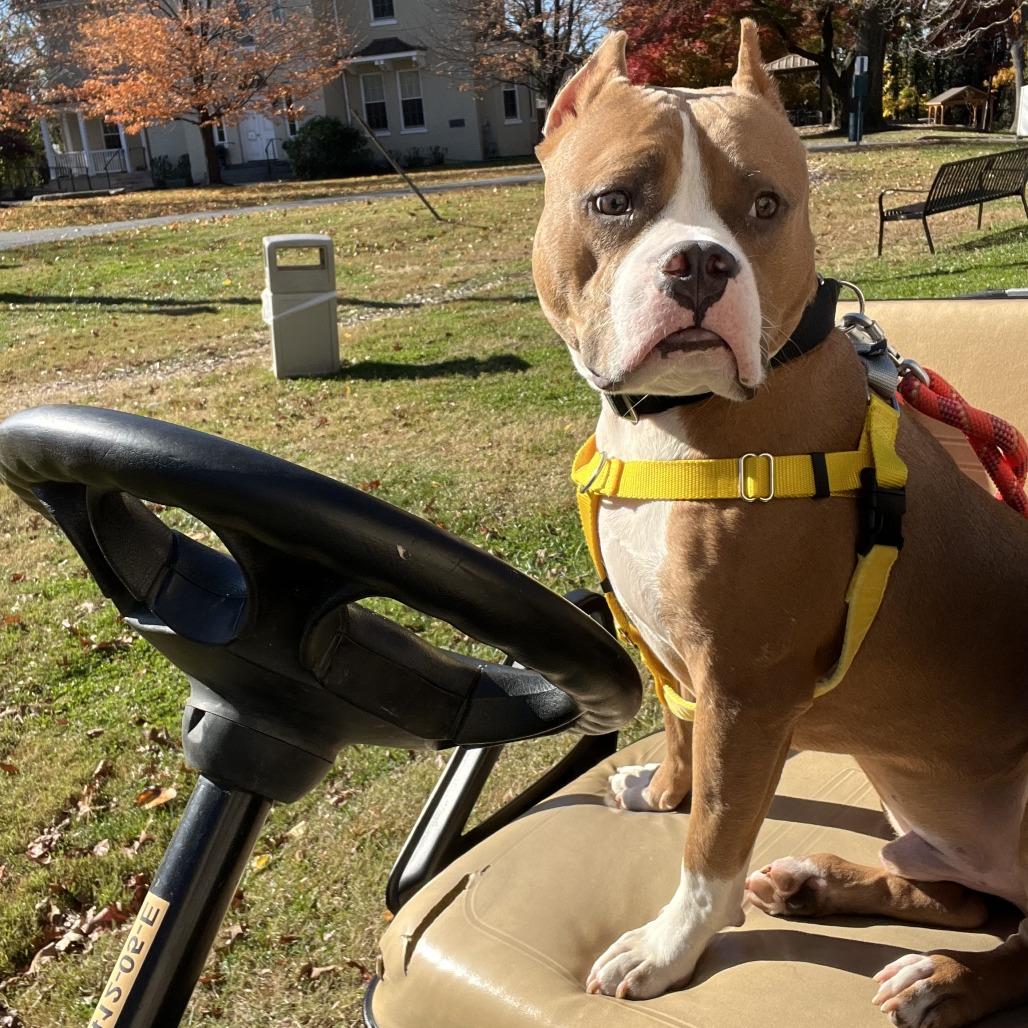 Juki, a Adoptable American Staffordshire Terrier in Baltimore, MD image 4/5