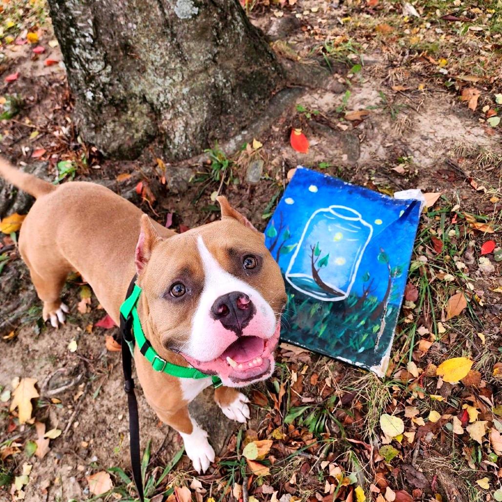 Juki, a Adoptable American Staffordshire Terrier in Baltimore, MD image 5/5