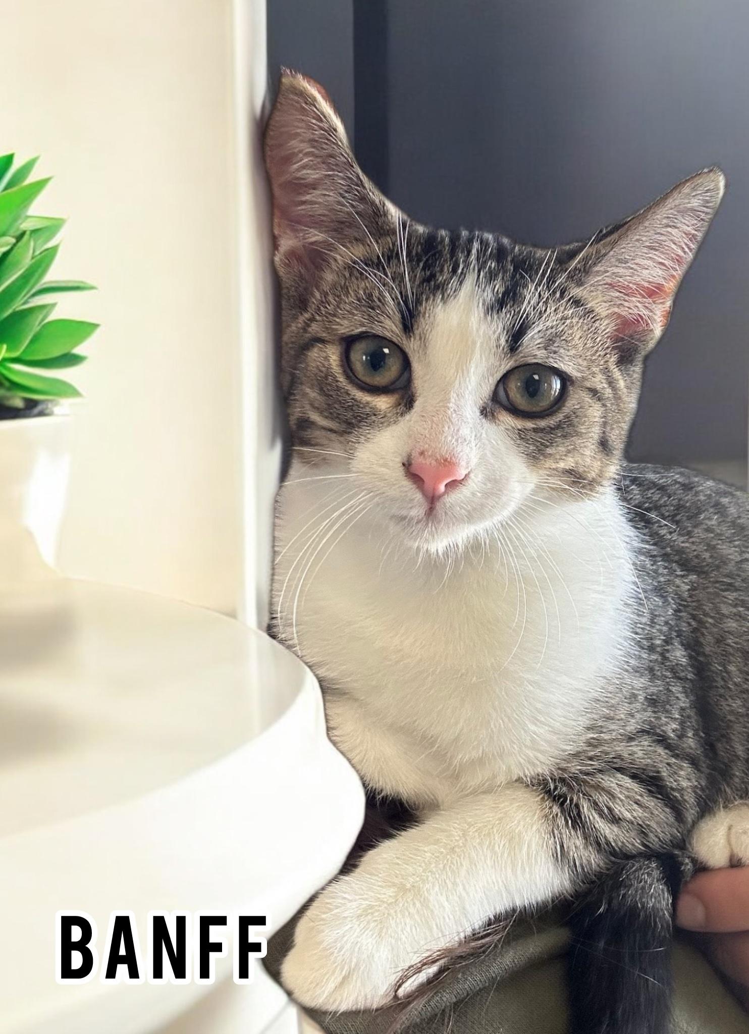 Banff, Adoptable, Young Male Domestic Short Hair.