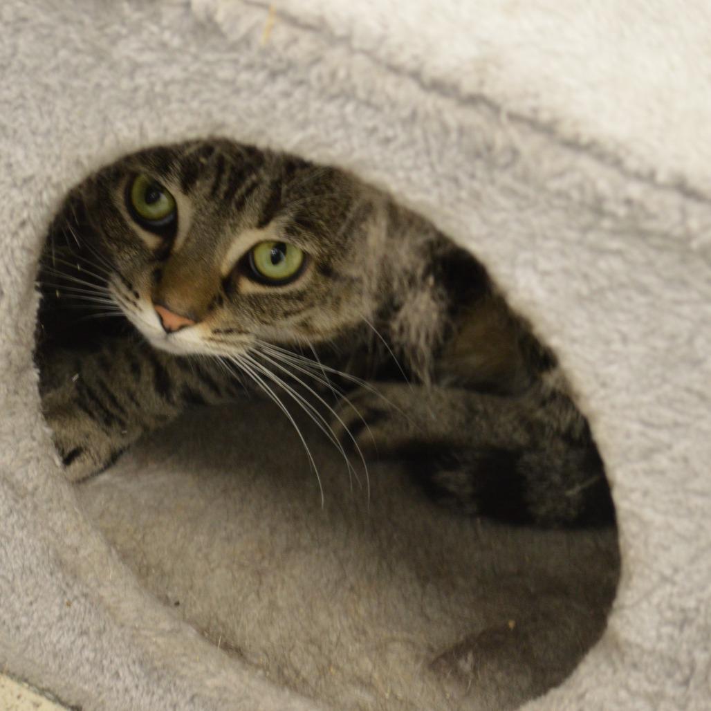 Sammy, Adoptable, Adult Female Domestic Short Hair.
