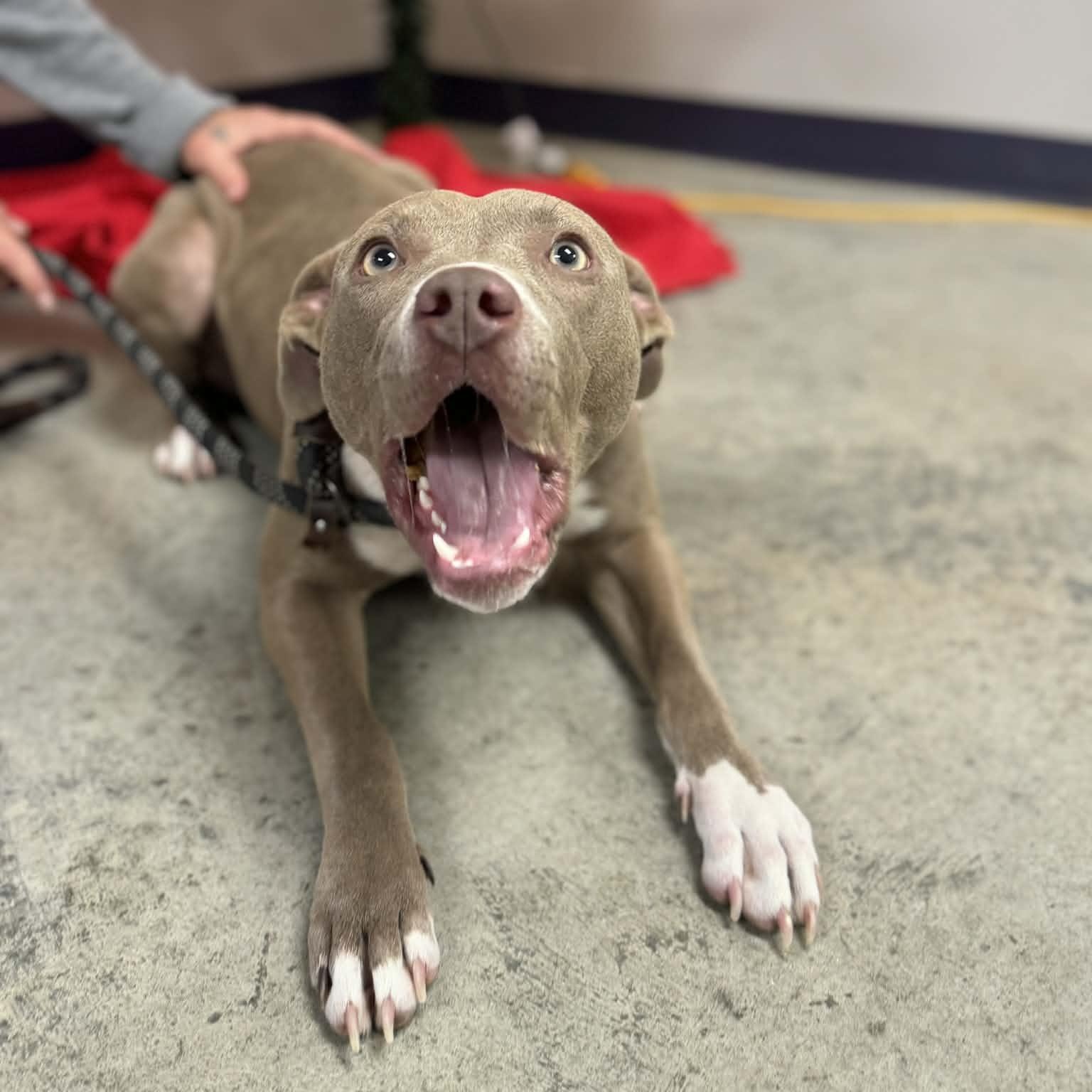 Xena, a ADOPTABLE mixed breed in Williston, VT image 5/5