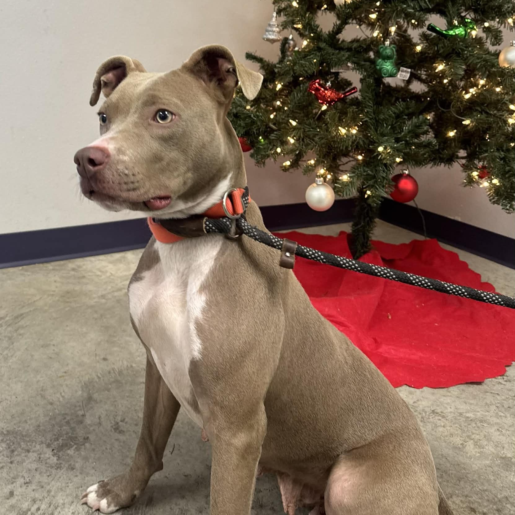 Xena, a ADOPTABLE mixed breed in Williston, VT image 1/5