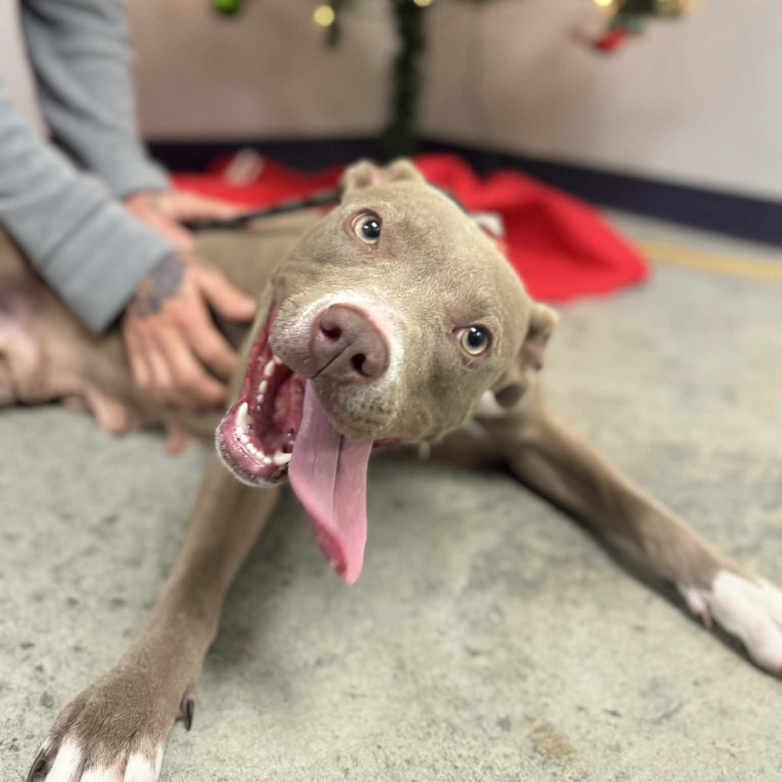 Xena, a ADOPTABLE mixed breed in Williston, VT image 3/5