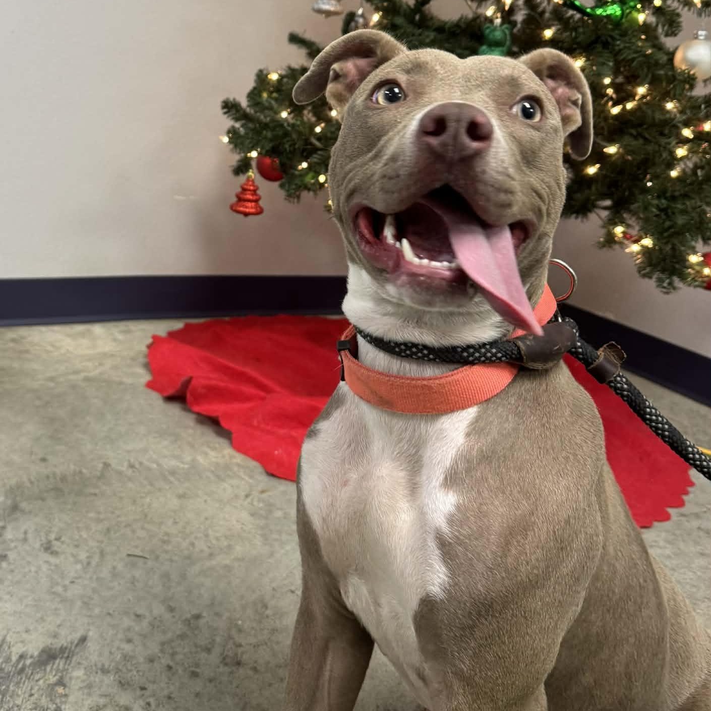 Xena, a ADOPTABLE mixed breed in Williston, VT image 2/5