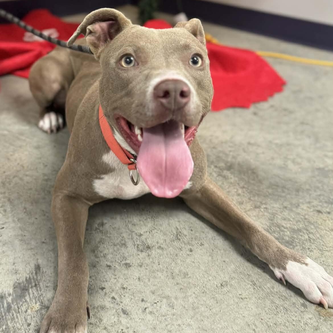 Xena, a ADOPTABLE mixed breed in Williston, VT image 4/5