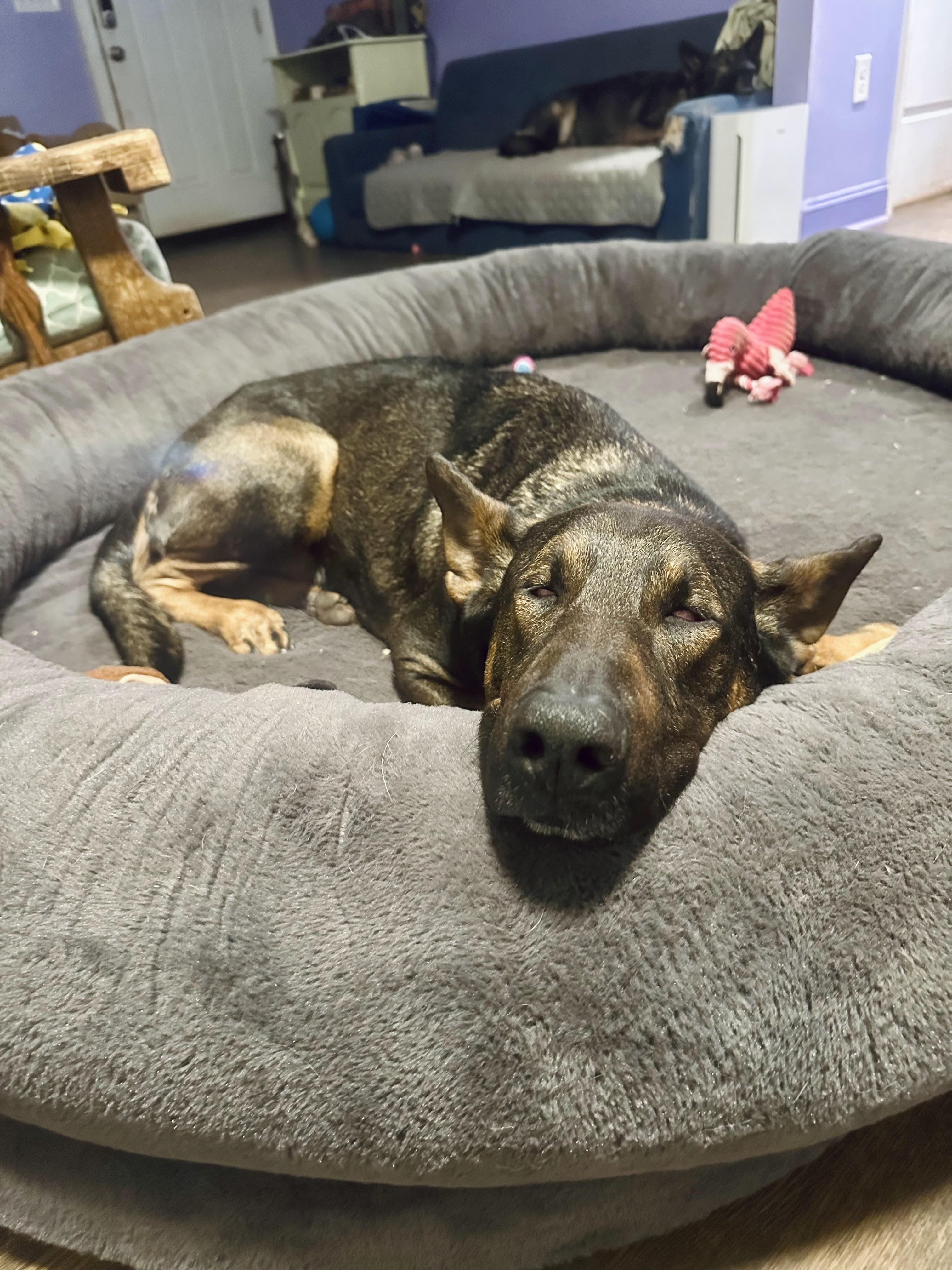 Enlarge Rex, a Adoptable mixed breed in Decatur, GA image 4/6