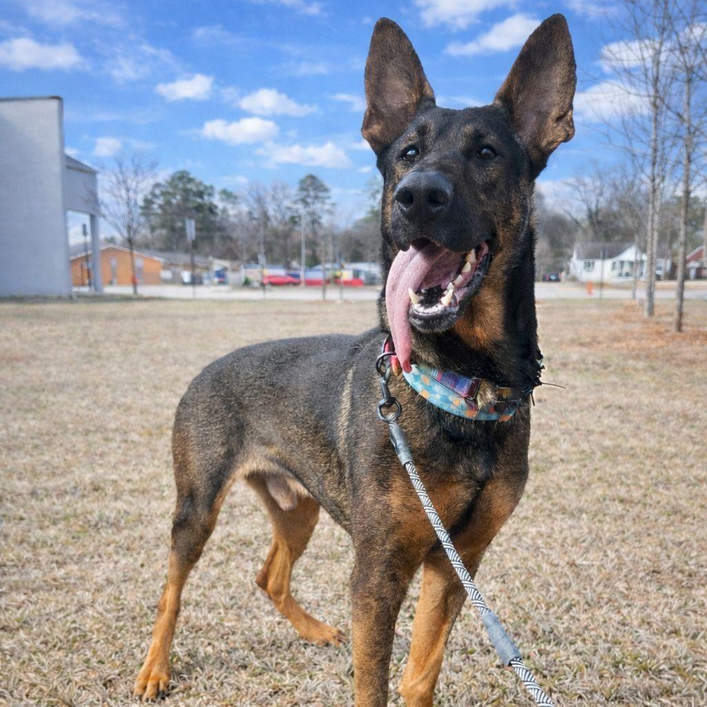Enlarge Rex, an adoptable mixed breed in Decatur, GA image 1/6