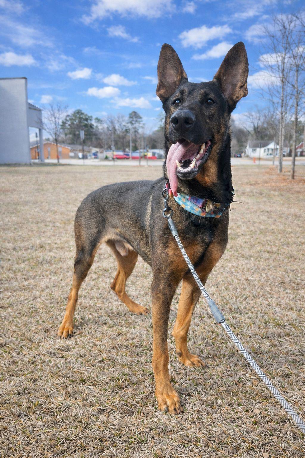 Enlarge Rex, a Adoptable mixed breed in Decatur, GA image 1/6