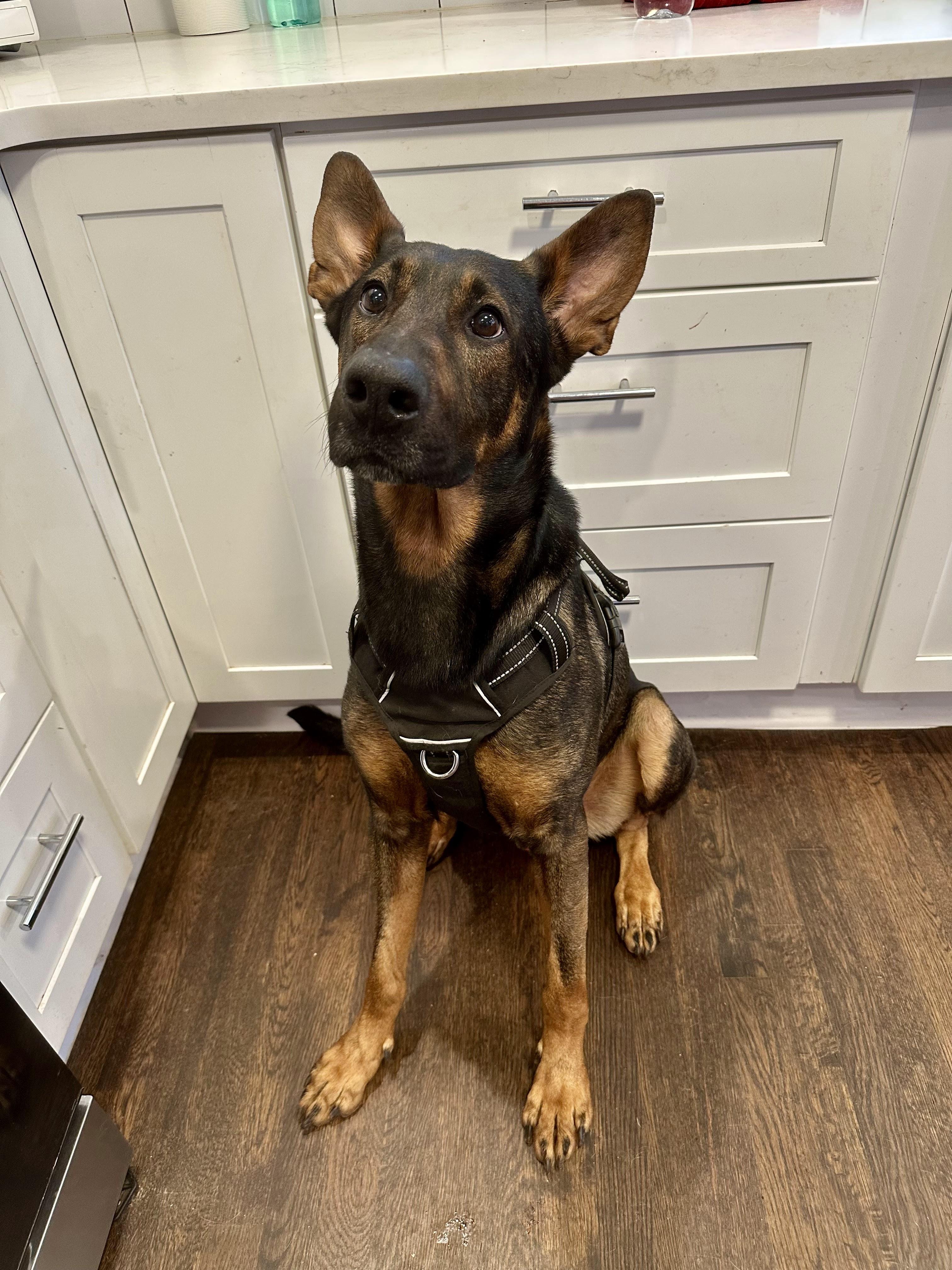 Enlarge Rex, a Adoptable mixed breed in Decatur, GA image 2/6