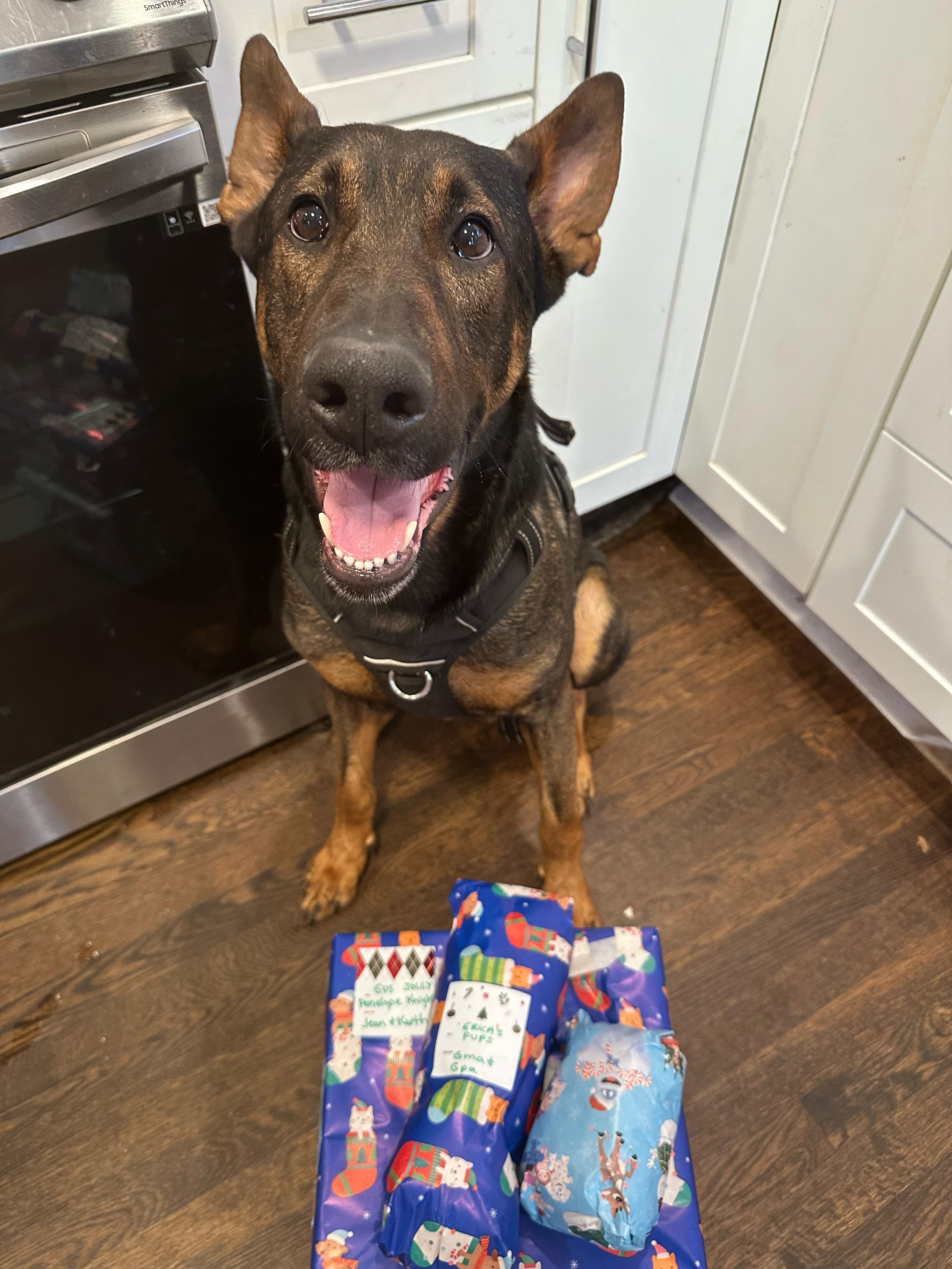 Enlarge Rex, a Adoptable mixed breed in Decatur, GA image 5/6