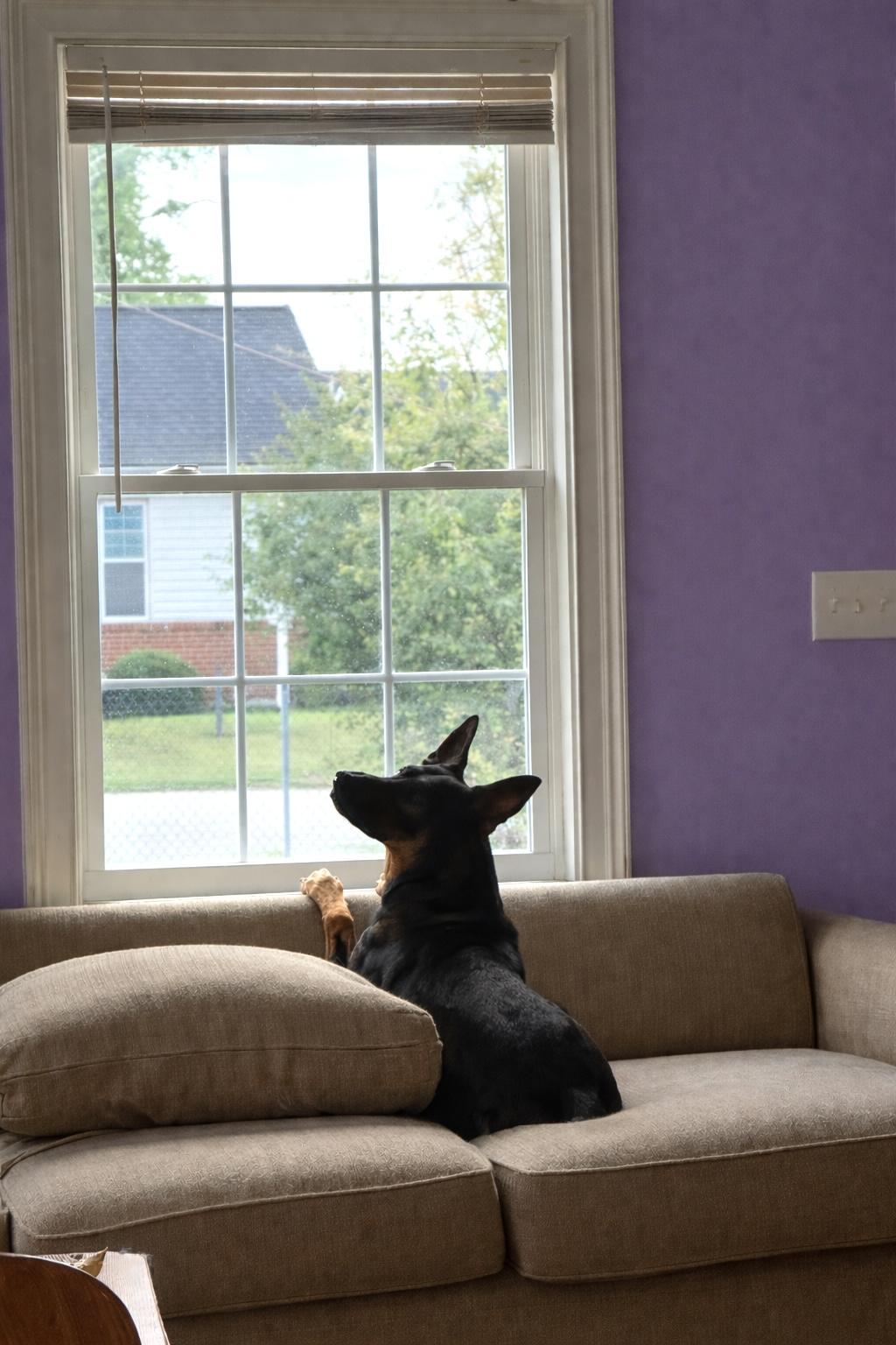 Enlarge Rex, a Adoptable mixed breed in Decatur, GA image 6/6