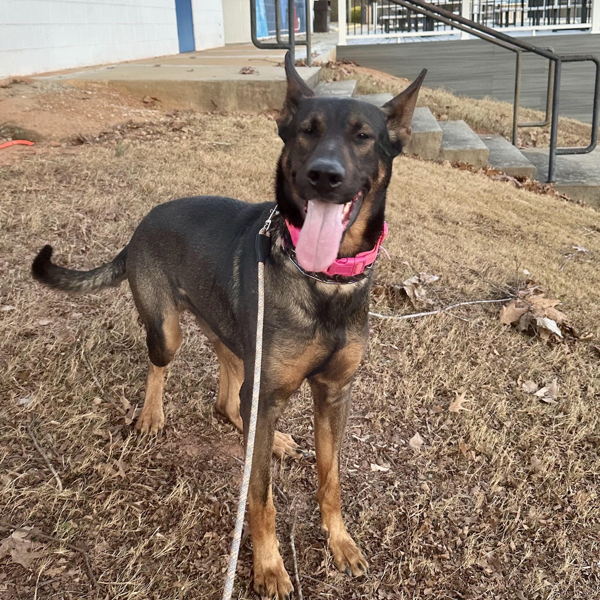 Enlarge Rex, an adoptable mixed breed in Decatur, GA image 3/6