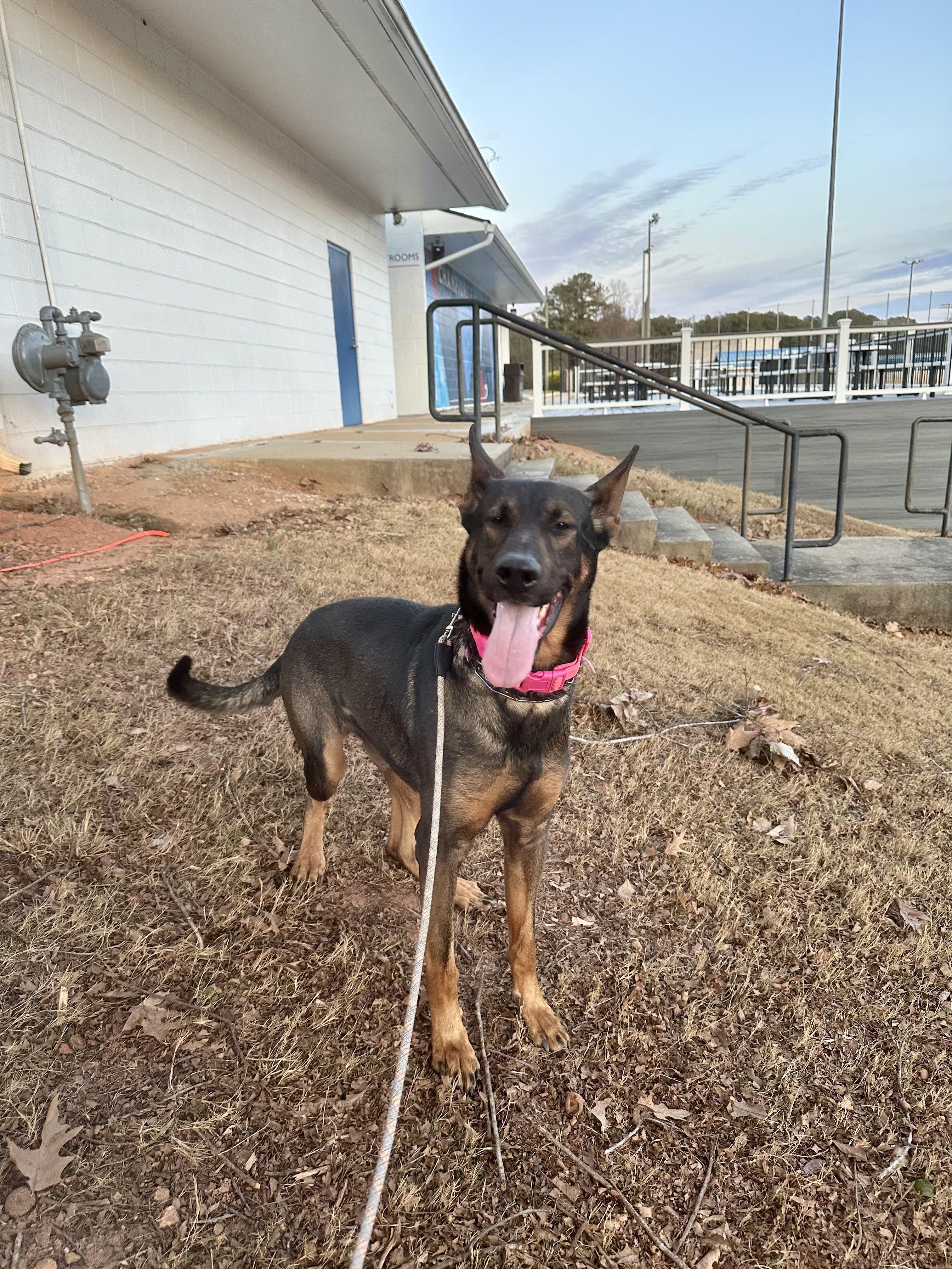 Enlarge Rex, a Adoptable mixed breed in Decatur, GA image 3/6