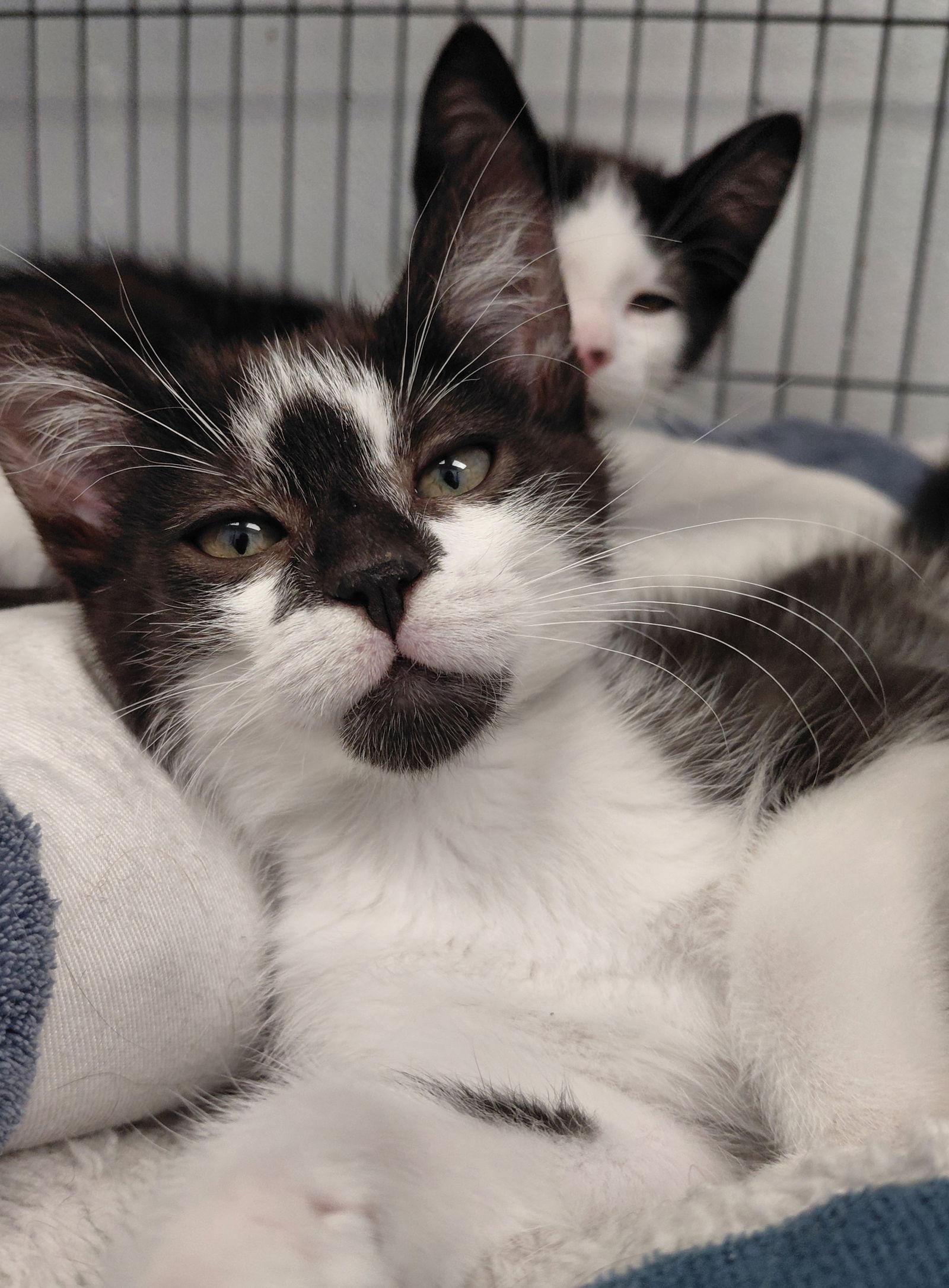 Daphne, Adoptable, Kitten Female Domestic Short Hair.