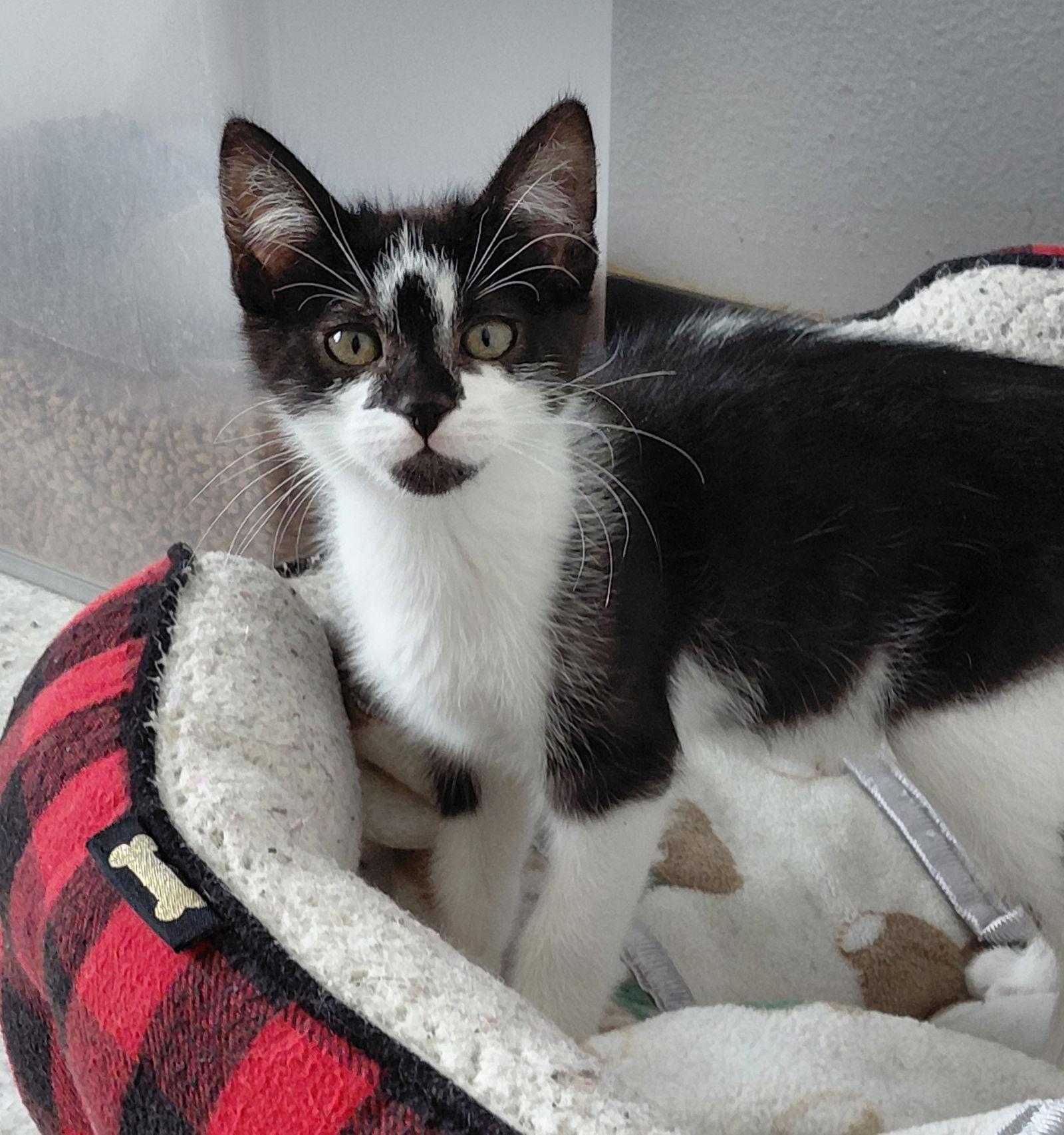 Enlarge Daphne @ The Cat's Brew, a Adoptable Domestic Short Hair in Montello, WI image 2/3