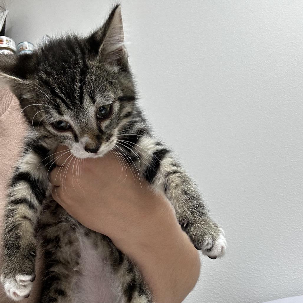 Johnny, Adoptable, Kitten Male Domestic Short Hair.