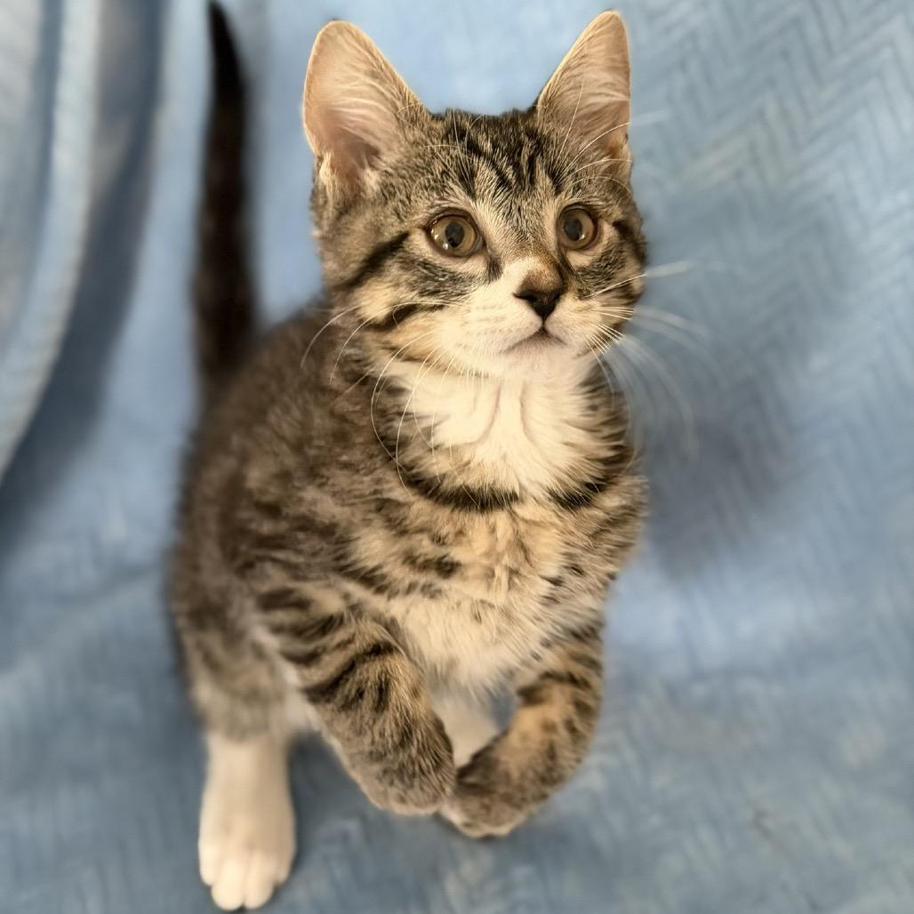 Johnny, a Adoptable Domestic Short Hair in Ashland, OR image 2/2