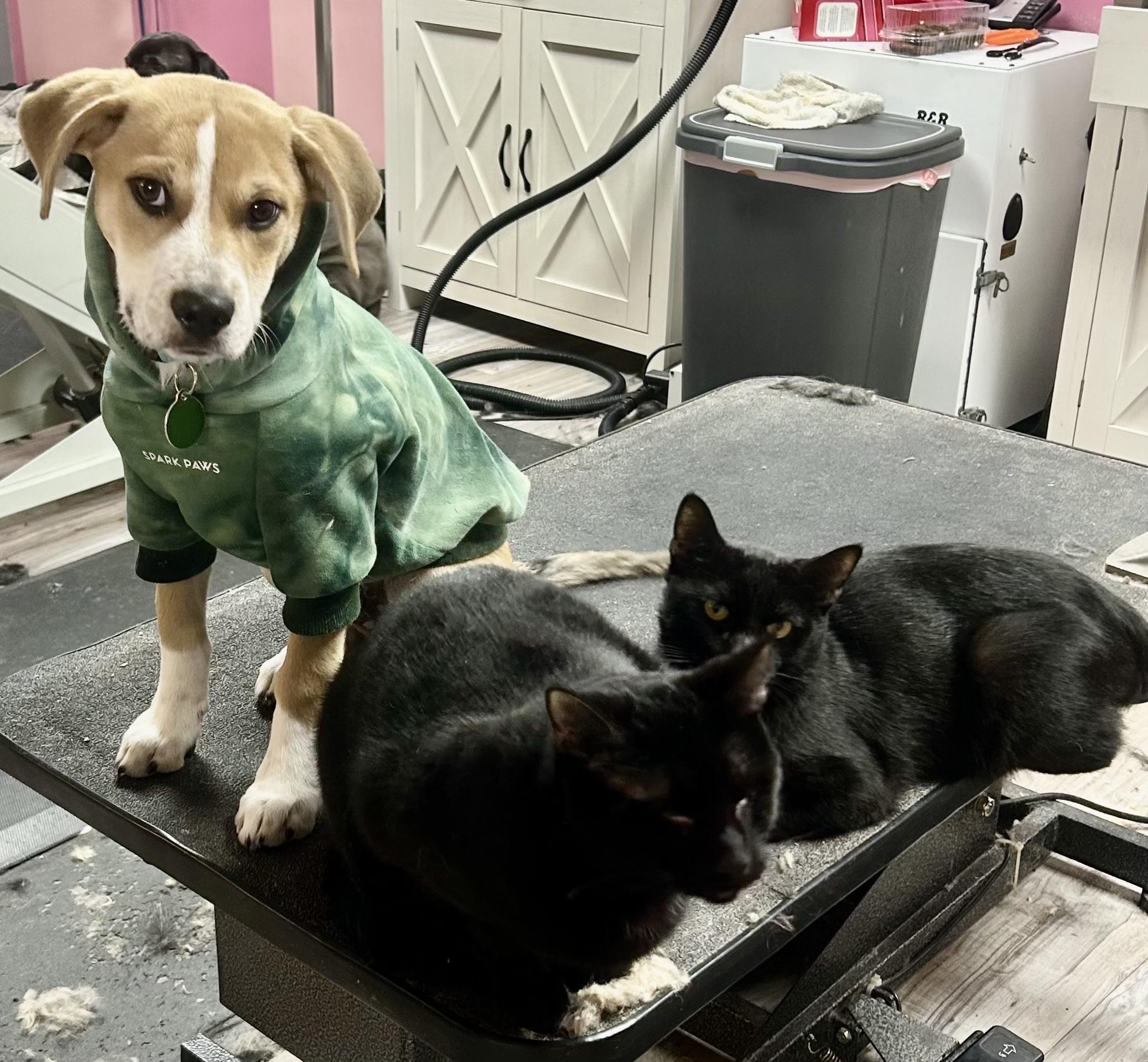 Bruce, a ADOPTABLE mixed breed in Pittsburgh, PA image 5/6