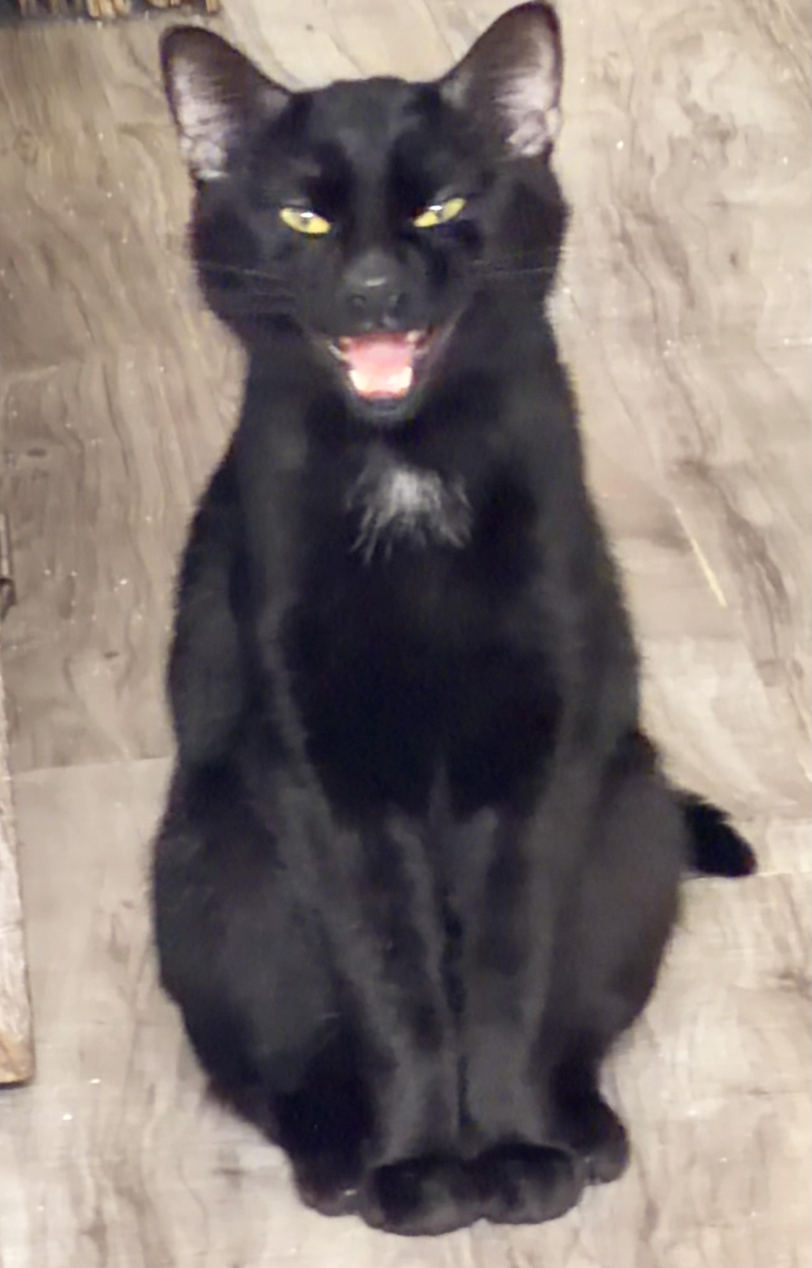 Bruce, a ADOPTABLE mixed breed in Pittsburgh, PA image 4/6