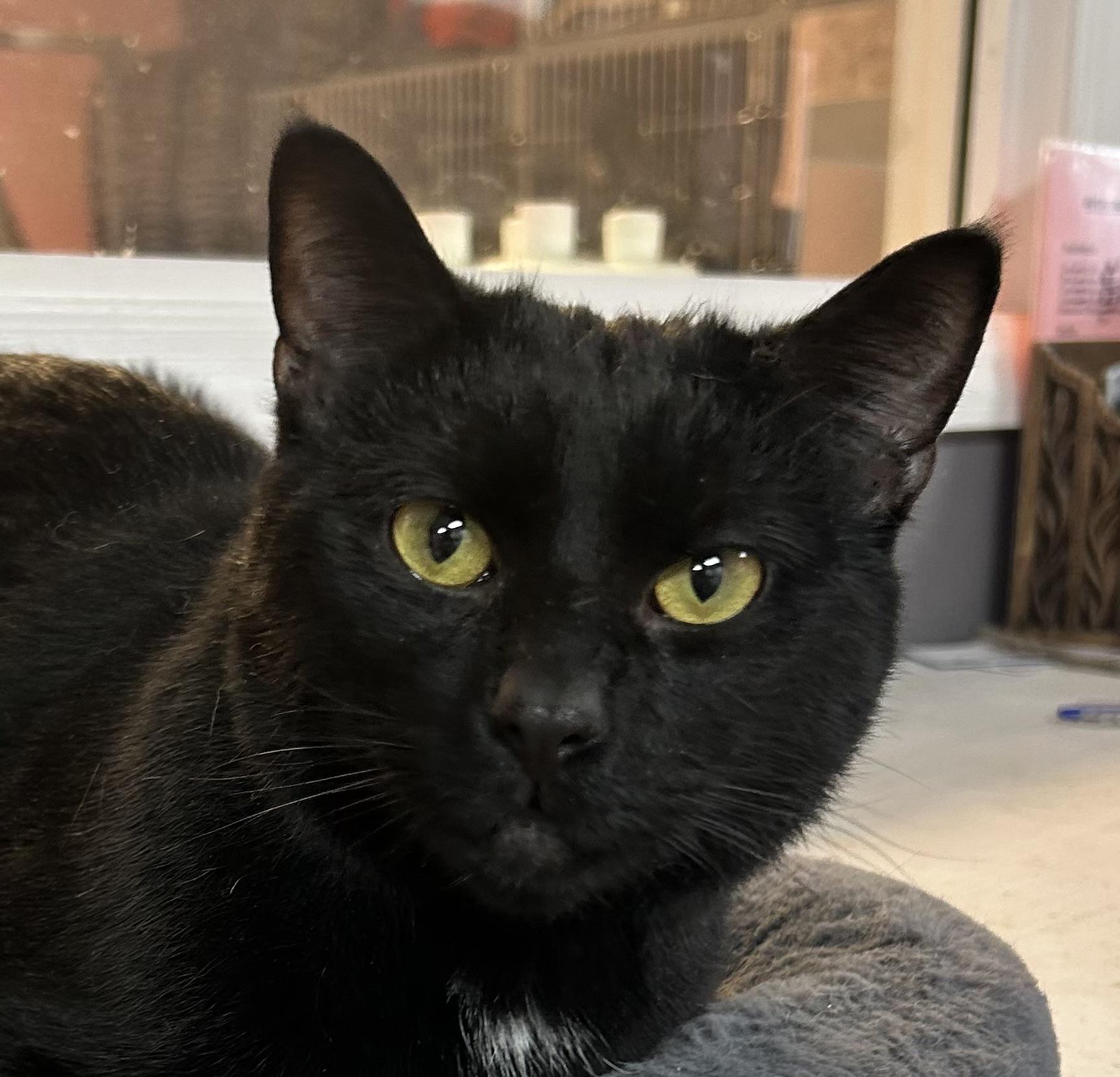 Bruce, ADOPTABLE, Adult Male Domestic Short Hair.