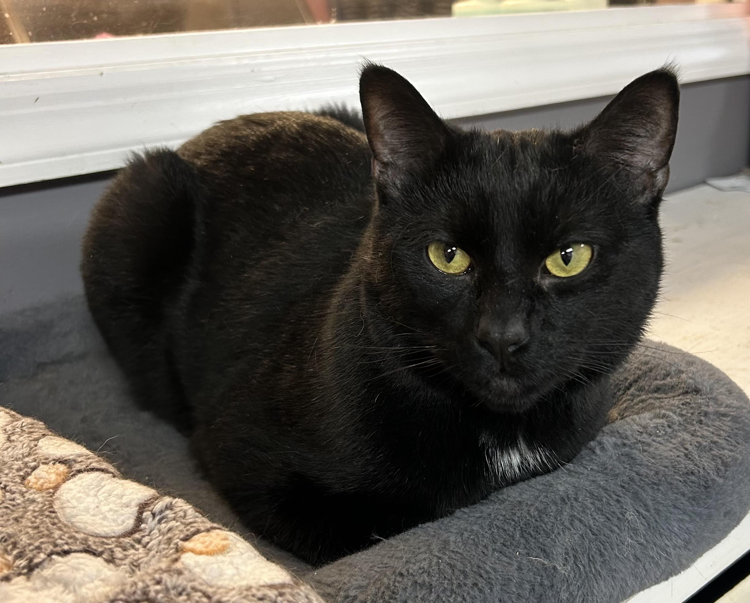 Bruce, a ADOPTABLE mixed breed in Pittsburgh, PA image 6/6