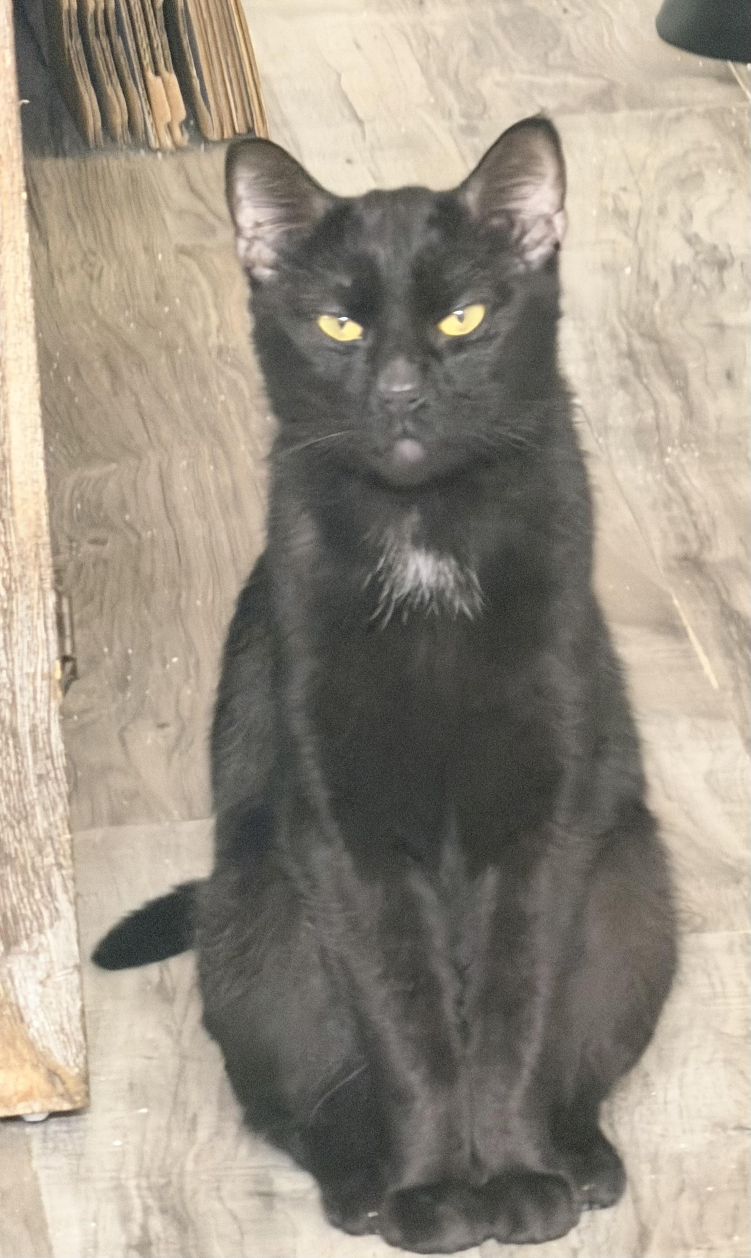 Bruce, a ADOPTABLE mixed breed in Pittsburgh, PA image 3/6