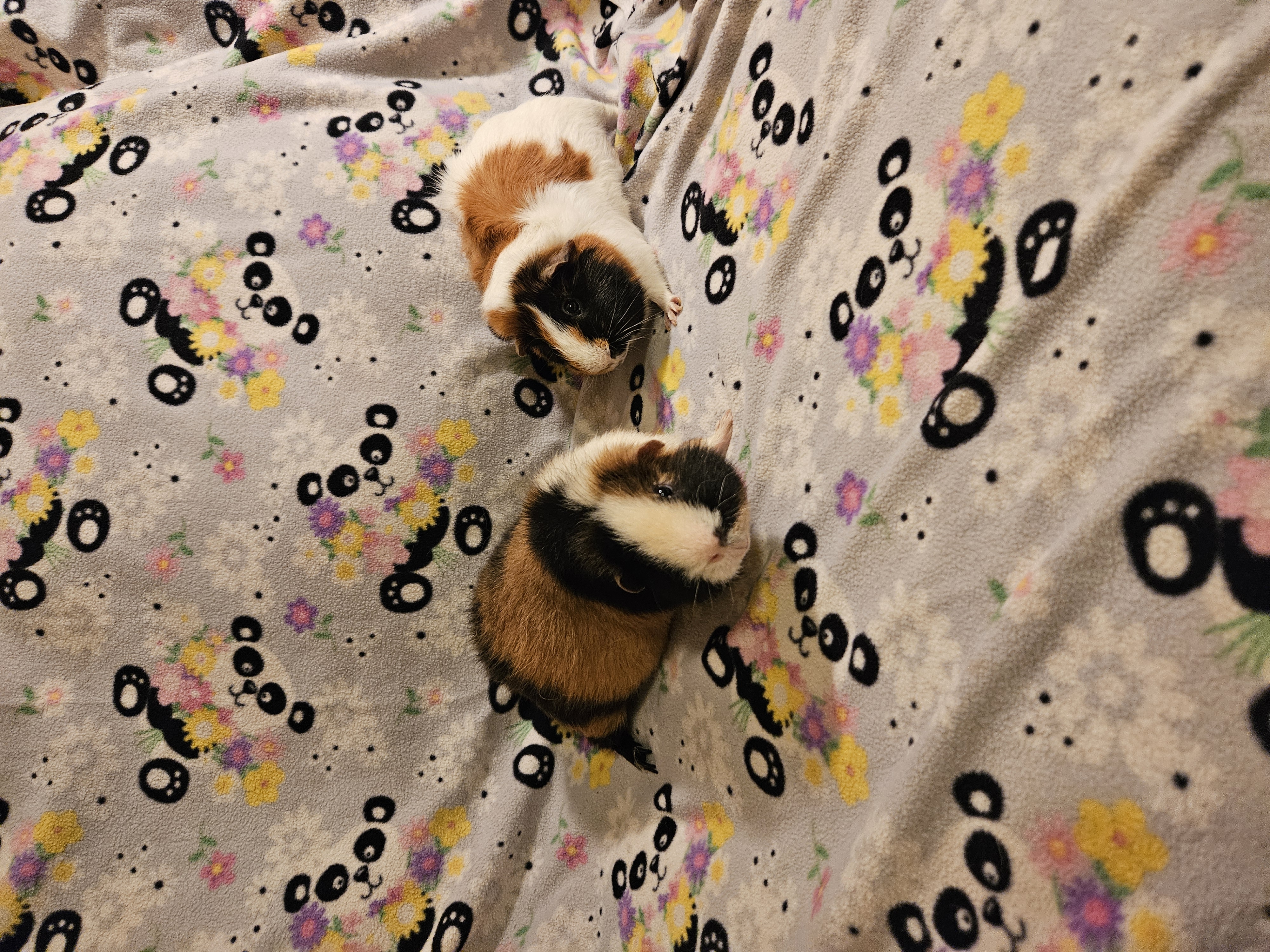 Theodore and Simon, Adult Male Teddy