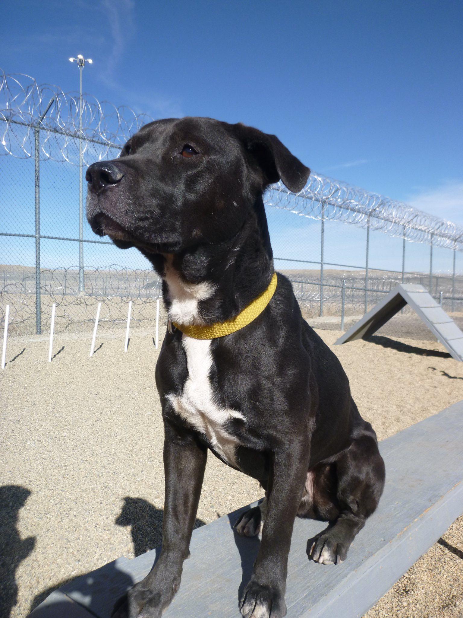Runt ***** Caged to Saved Graduate****, ADOPTABLE, Young Male Pit Bull Terrier.