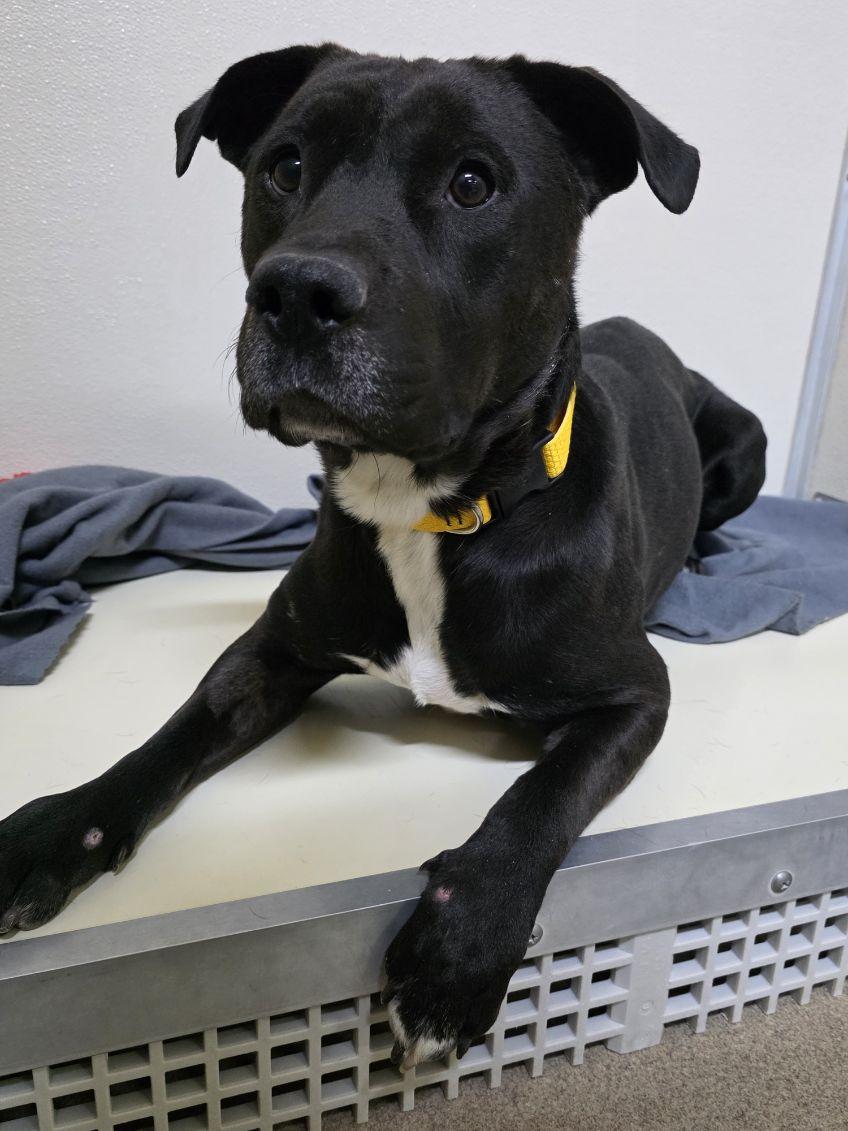 Runt, a ADOPTABLE mixed breed in Rawlins, WY image 1/4