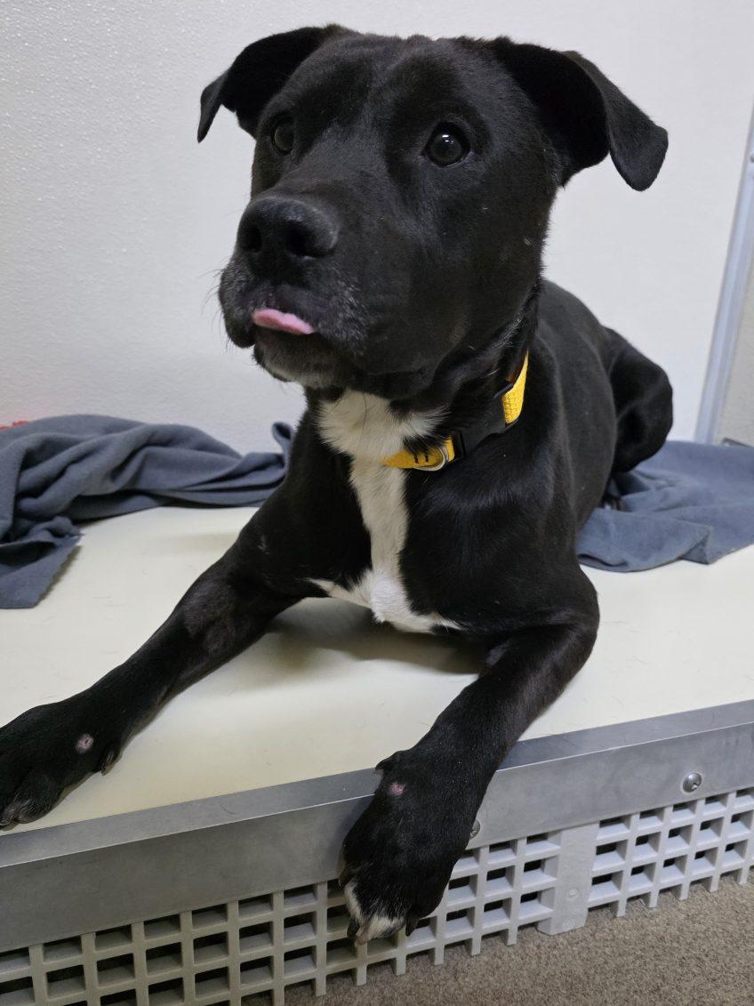 Runt, a ADOPTABLE mixed breed in Rawlins, WY image 2/4