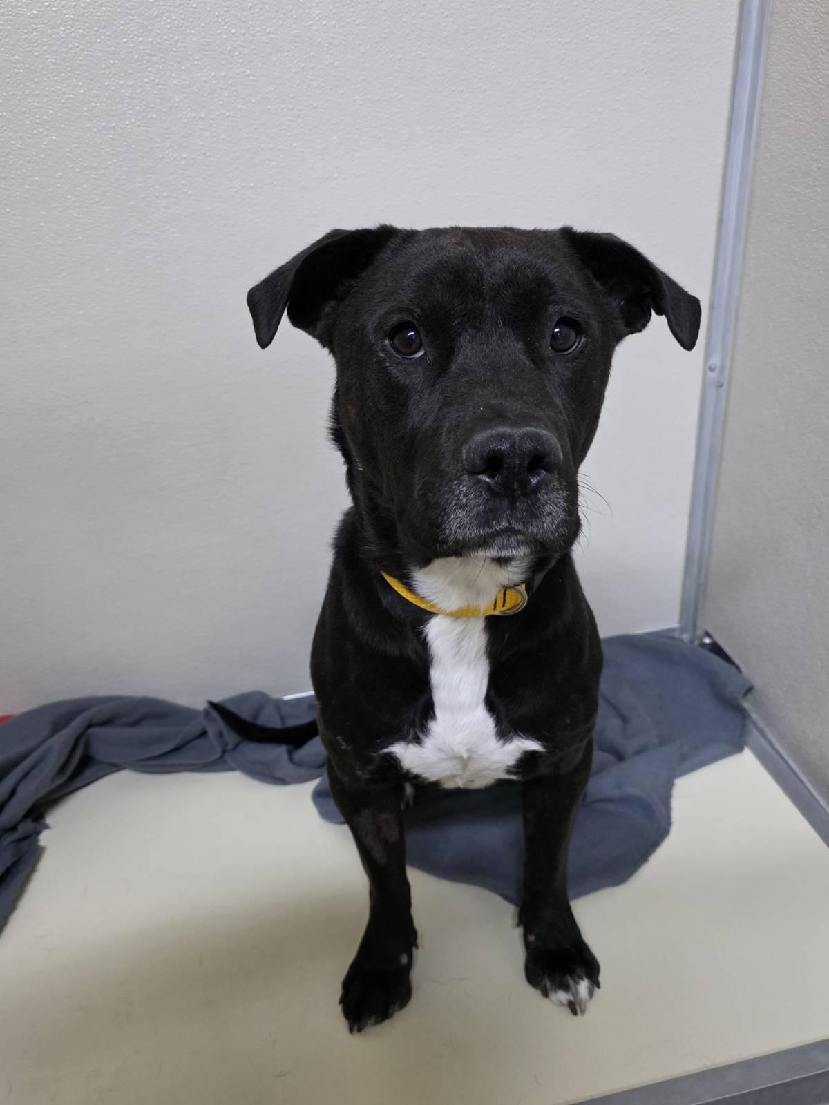 Runt, a ADOPTABLE mixed breed in Rawlins, WY image 3/4