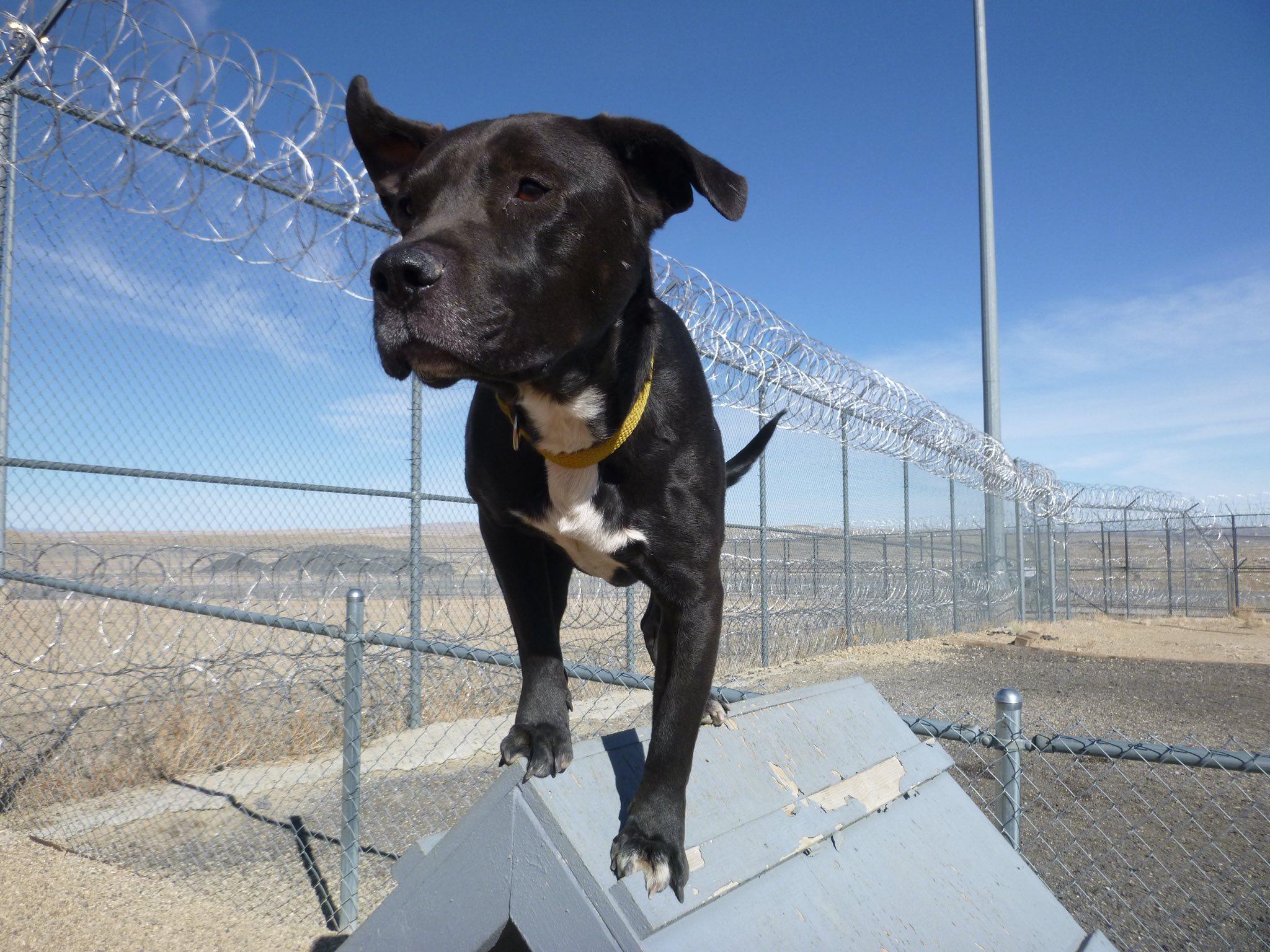 Enlarge Runt ***** Caged to Saved Graduate****, a ADOPTABLE mixed breed in Rawlins, WY image 2/6