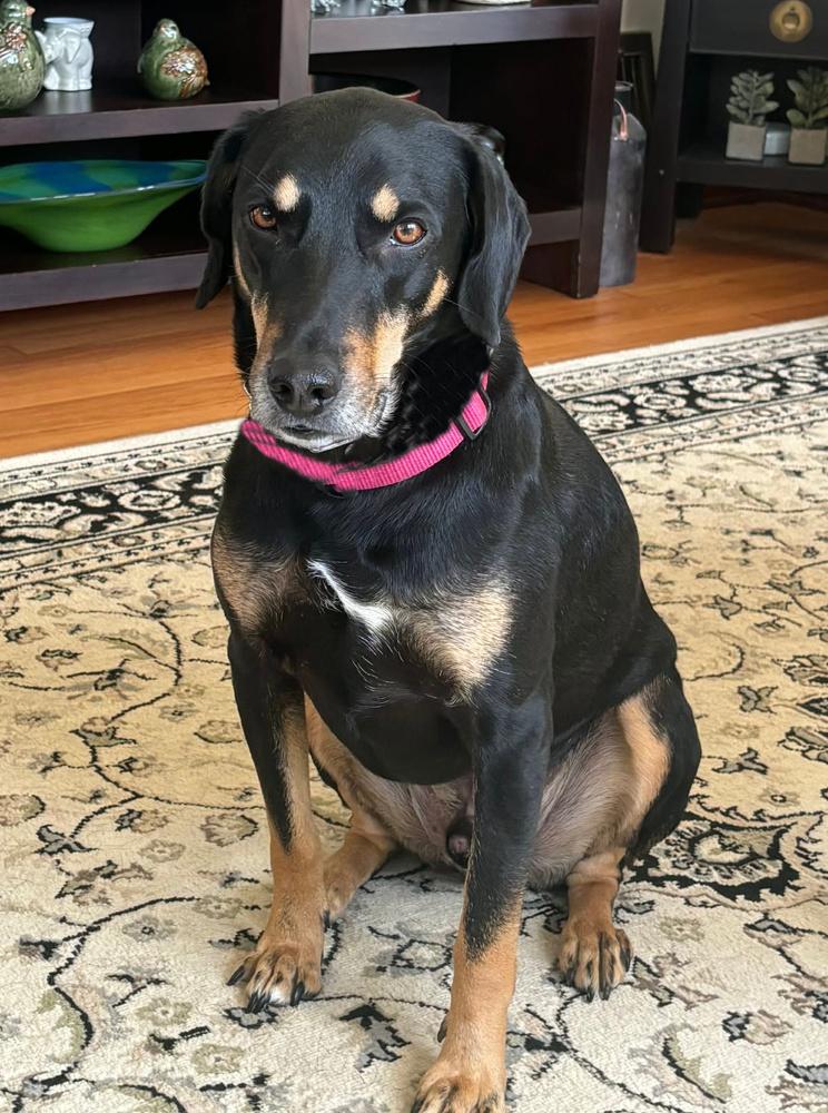 Enlarge Frankie, a Adoptable mixed breed in Lafayette, IN image 1/3