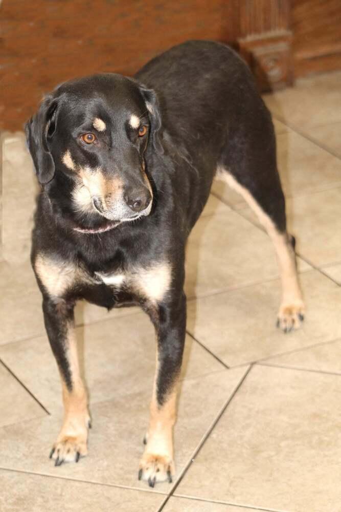 Enlarge Frankie, a Adoptable mixed breed in Lafayette, IN image 2/3