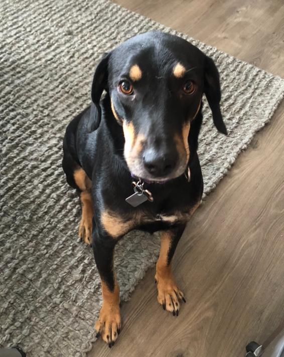 Enlarge Frankie, a Adoptable mixed breed in Lafayette, IN image 3/3