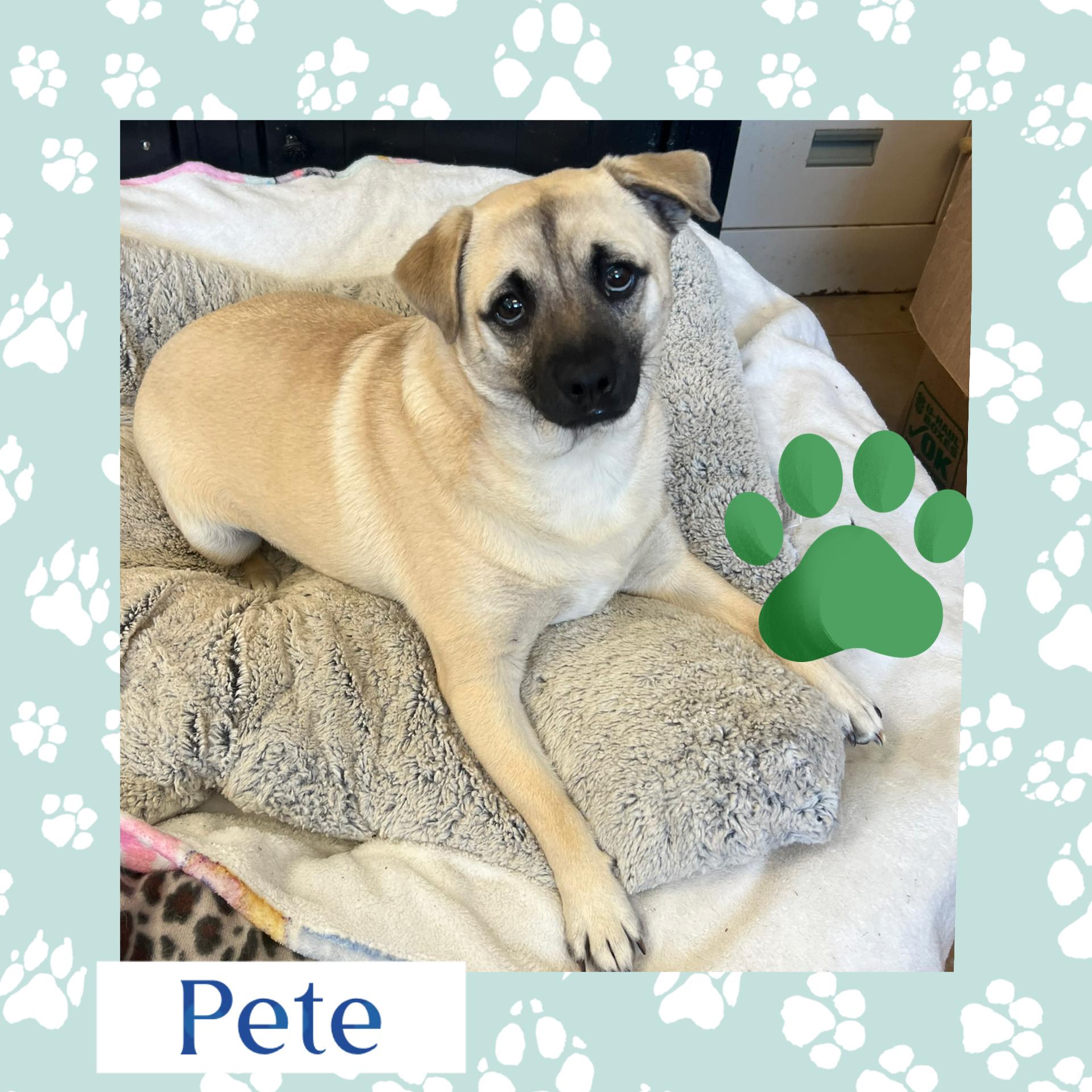 Petey, ADOPTABLE, Young Male Puggle.