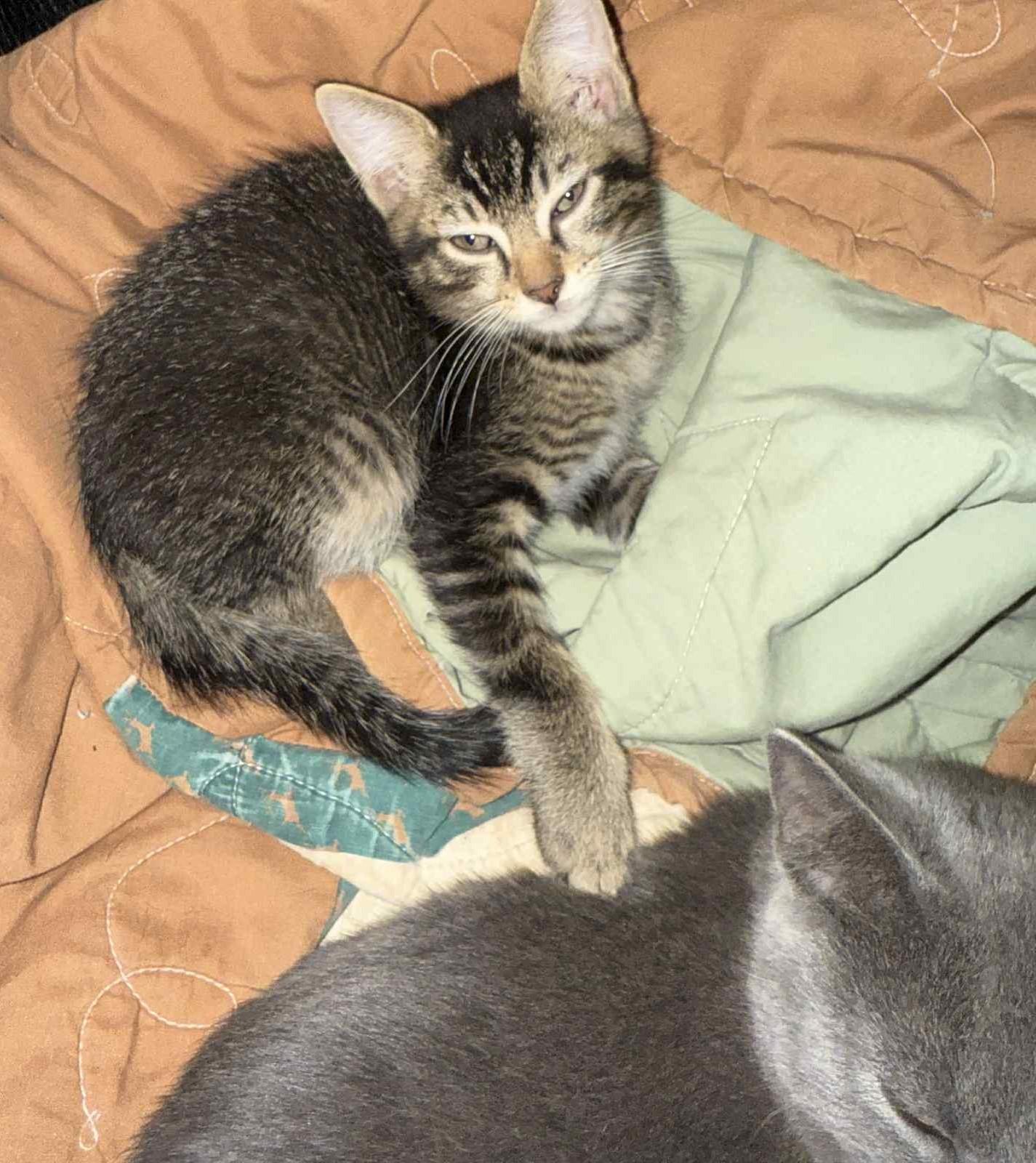 Spider-Girl, a Adoptable Extra-Toes Cat / Hemingway Polydactyl in Inez, KY image 2/3