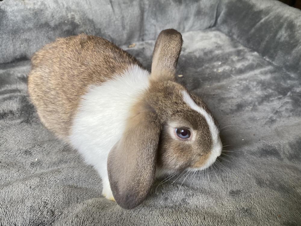 Hollis, Adopted, Young Female Dutch & Lop Eared.