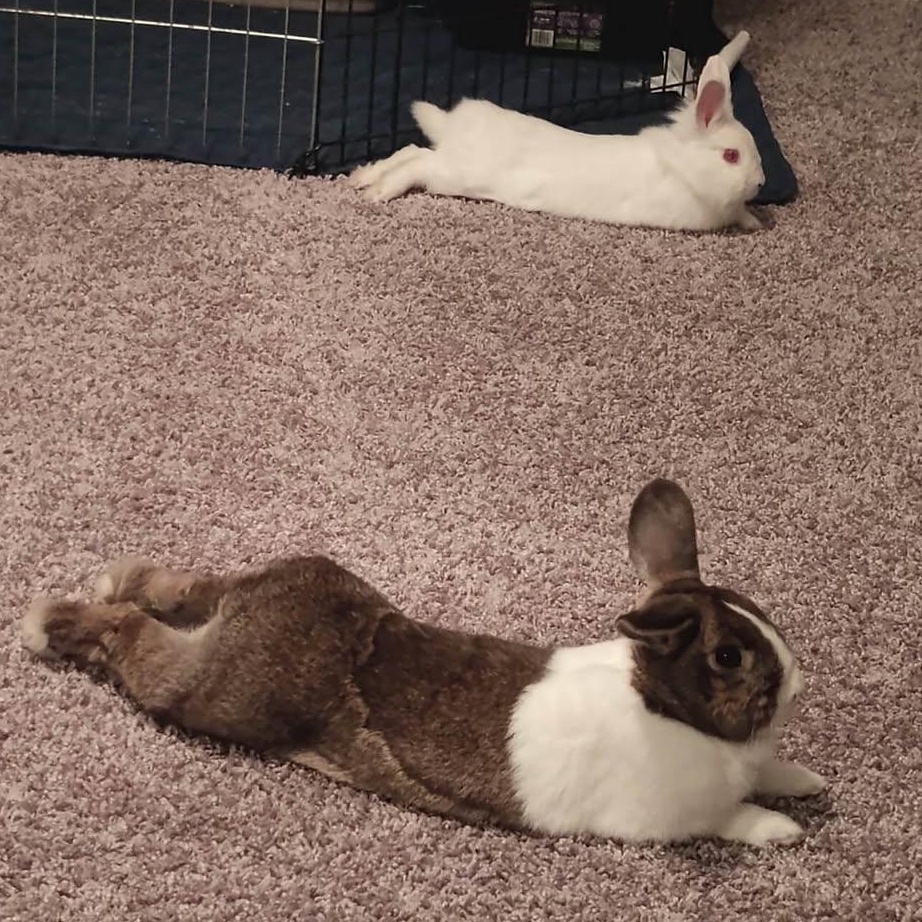 Hollis (F) & Pumpkin (M) - Bonded Pair, Adoptable, Adult Female Dutch & Lop Eared.