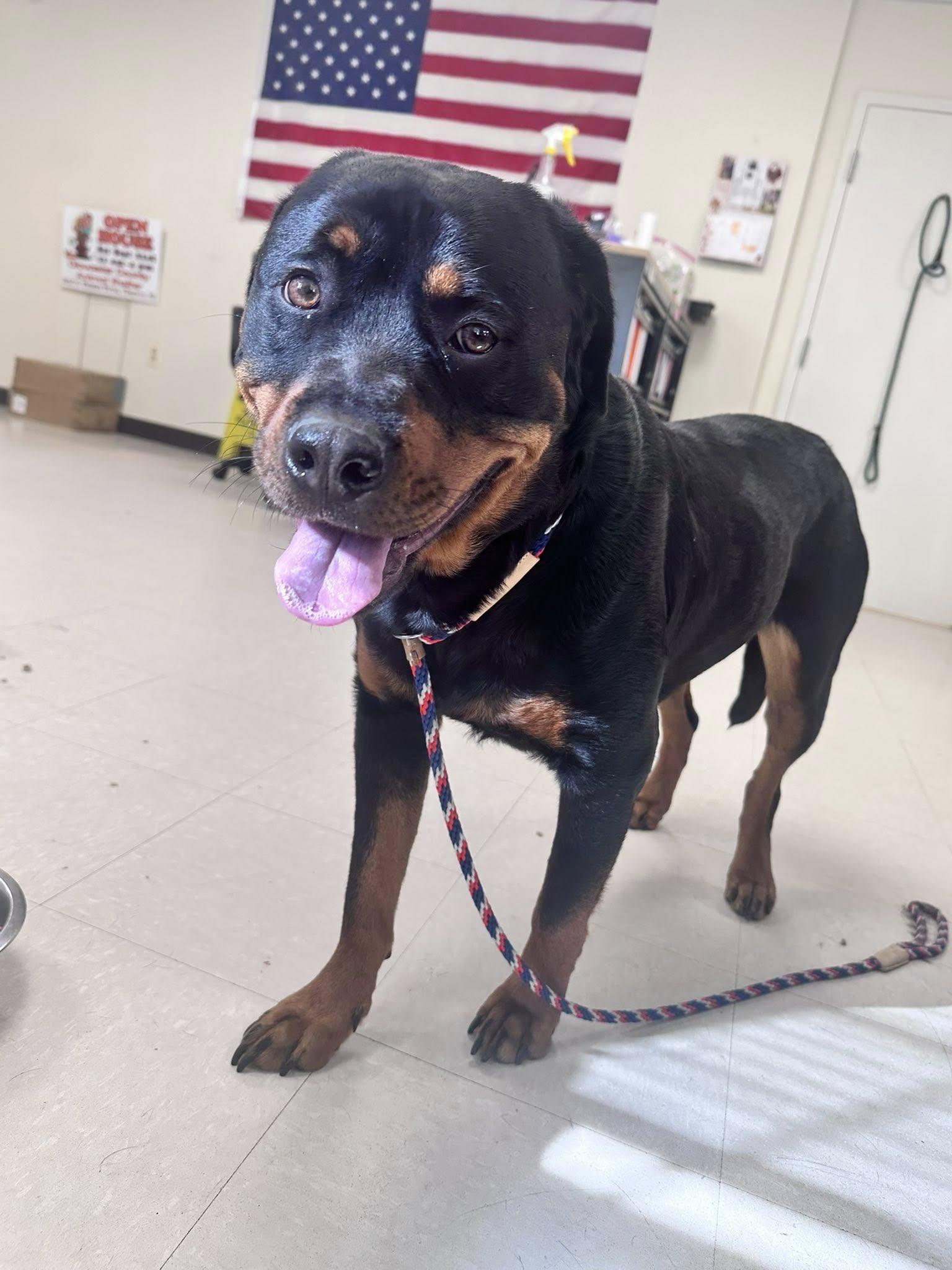 Lucky , ADOPTABLE, Young Female Rottweiler.