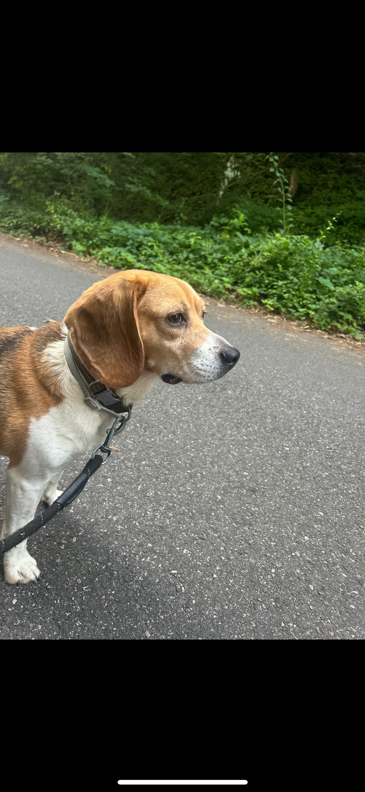 ENZO, Adopted, Adult Male Beagle.