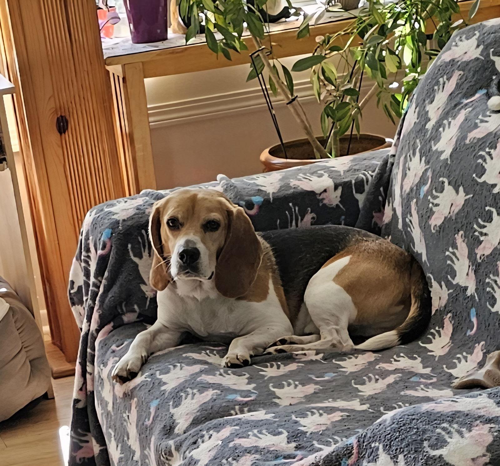 Enlarge ENZO, a Adopted Beagle in Jackson, NJ image 3/3